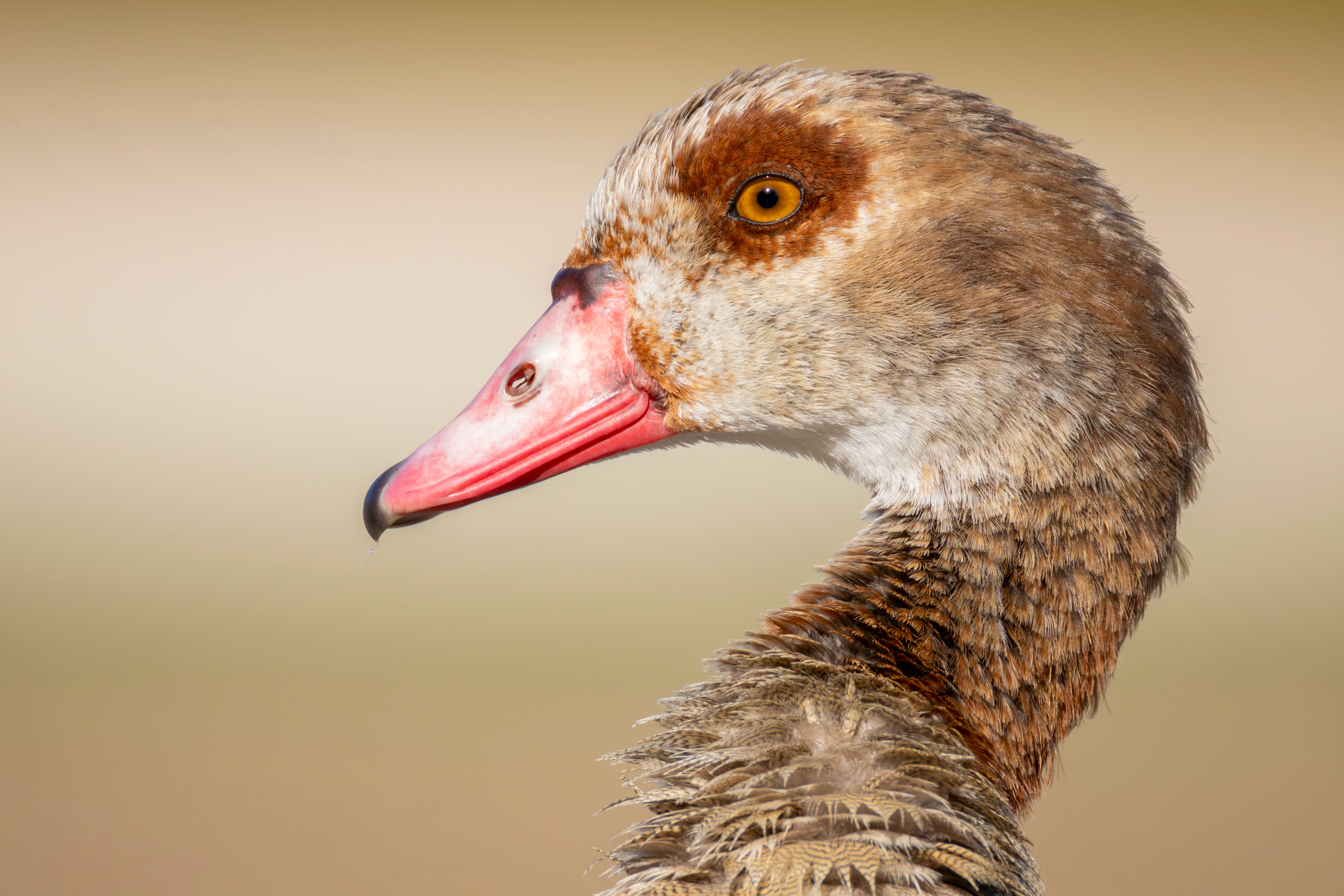 Portrait of an Egyptian goose (Alopochen aegyptiaca).
