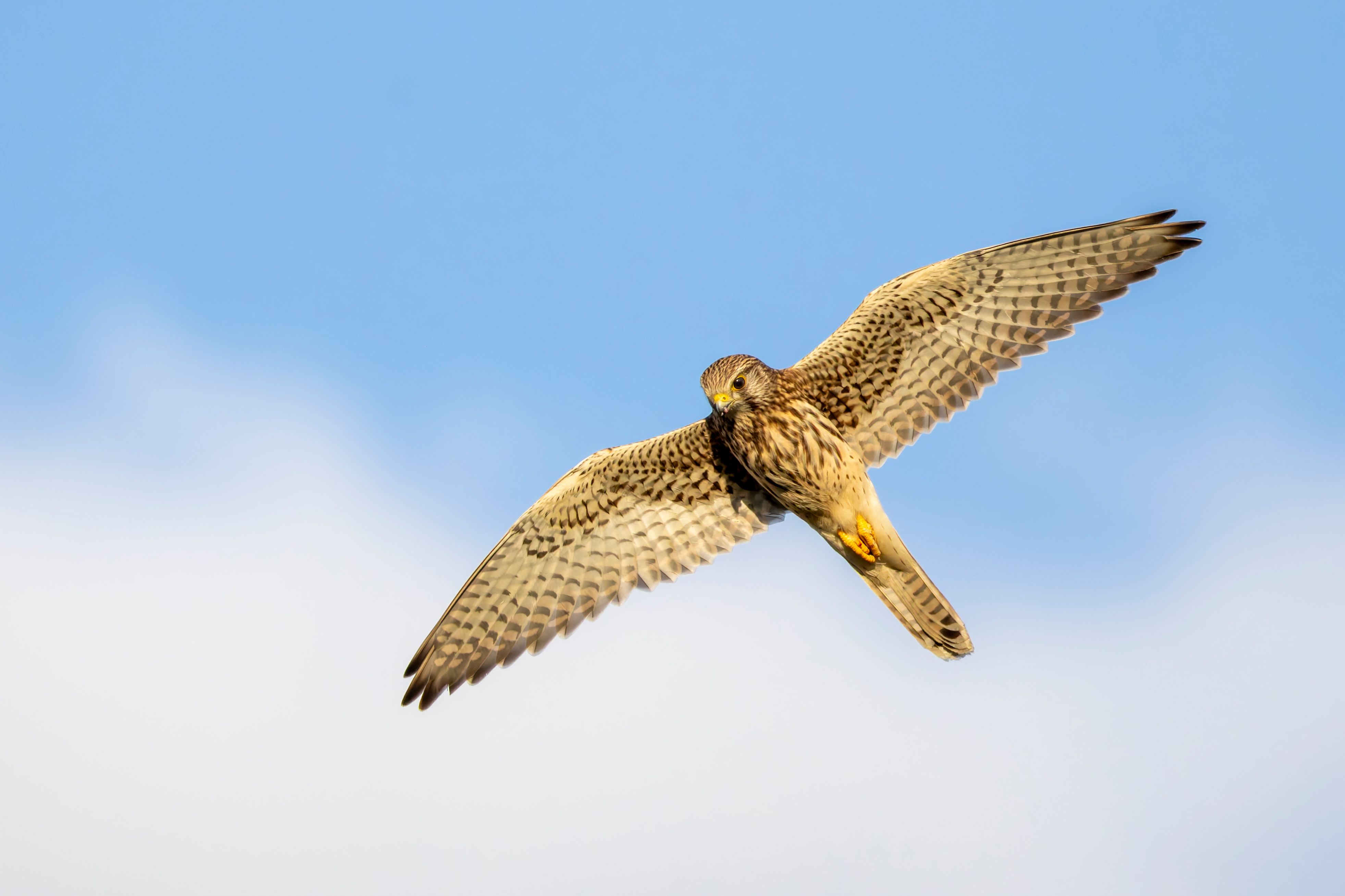 An Eurasian kestrel (Falco tinnunculus) flying.