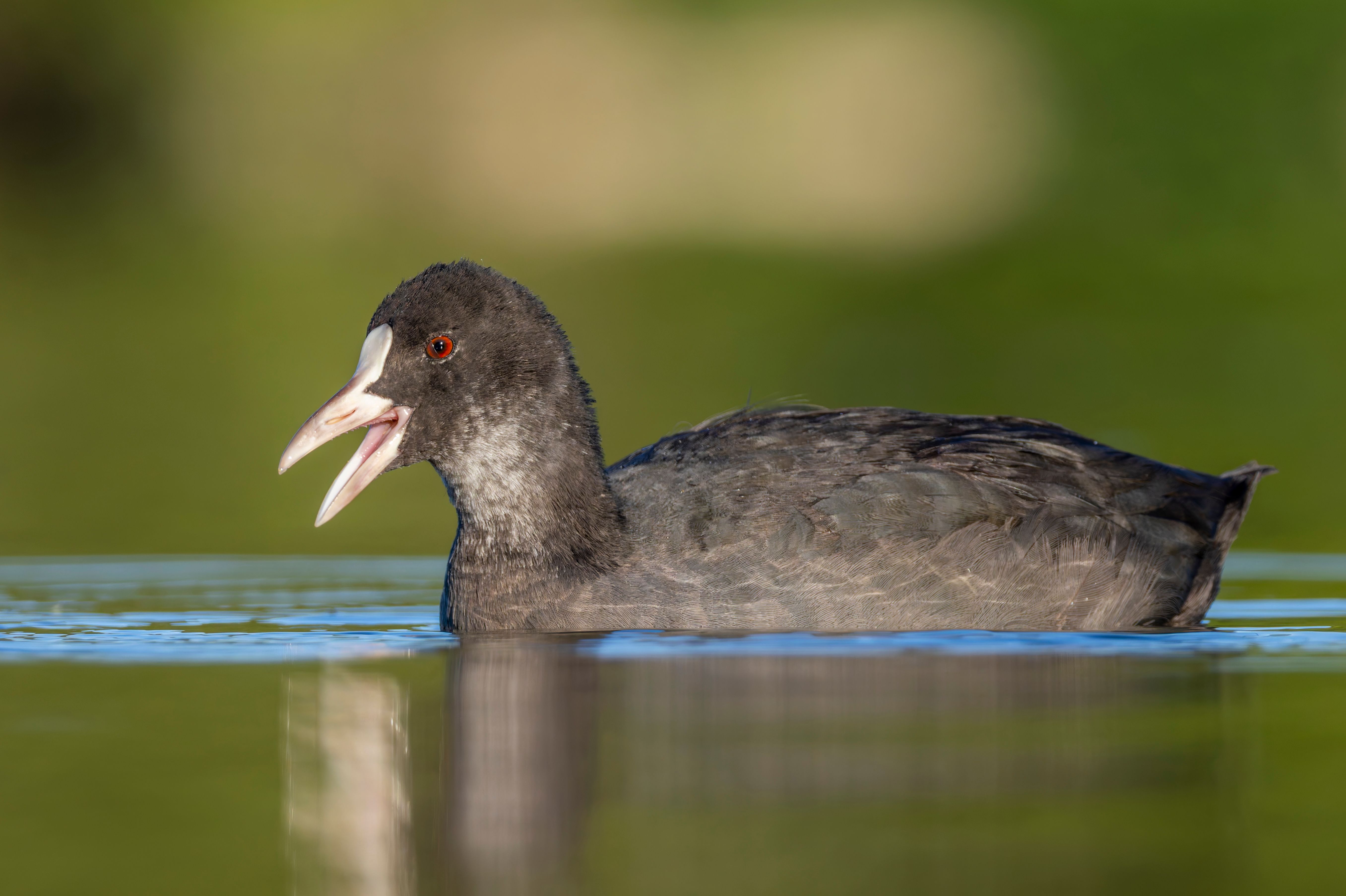 An Eurasian coot (Fulica atra) vocalizing.