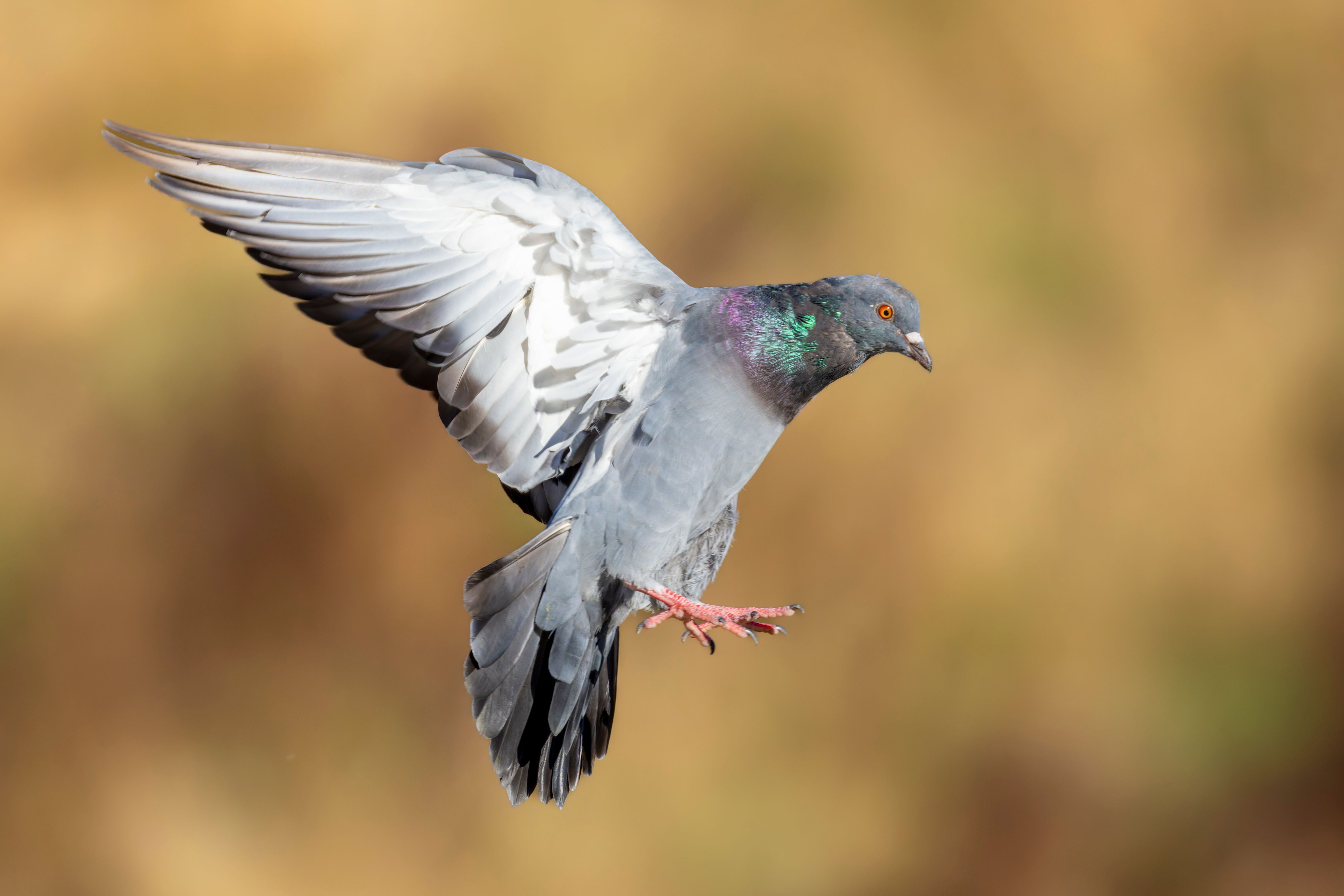 A feral pigeon (Columba livia) in flight.