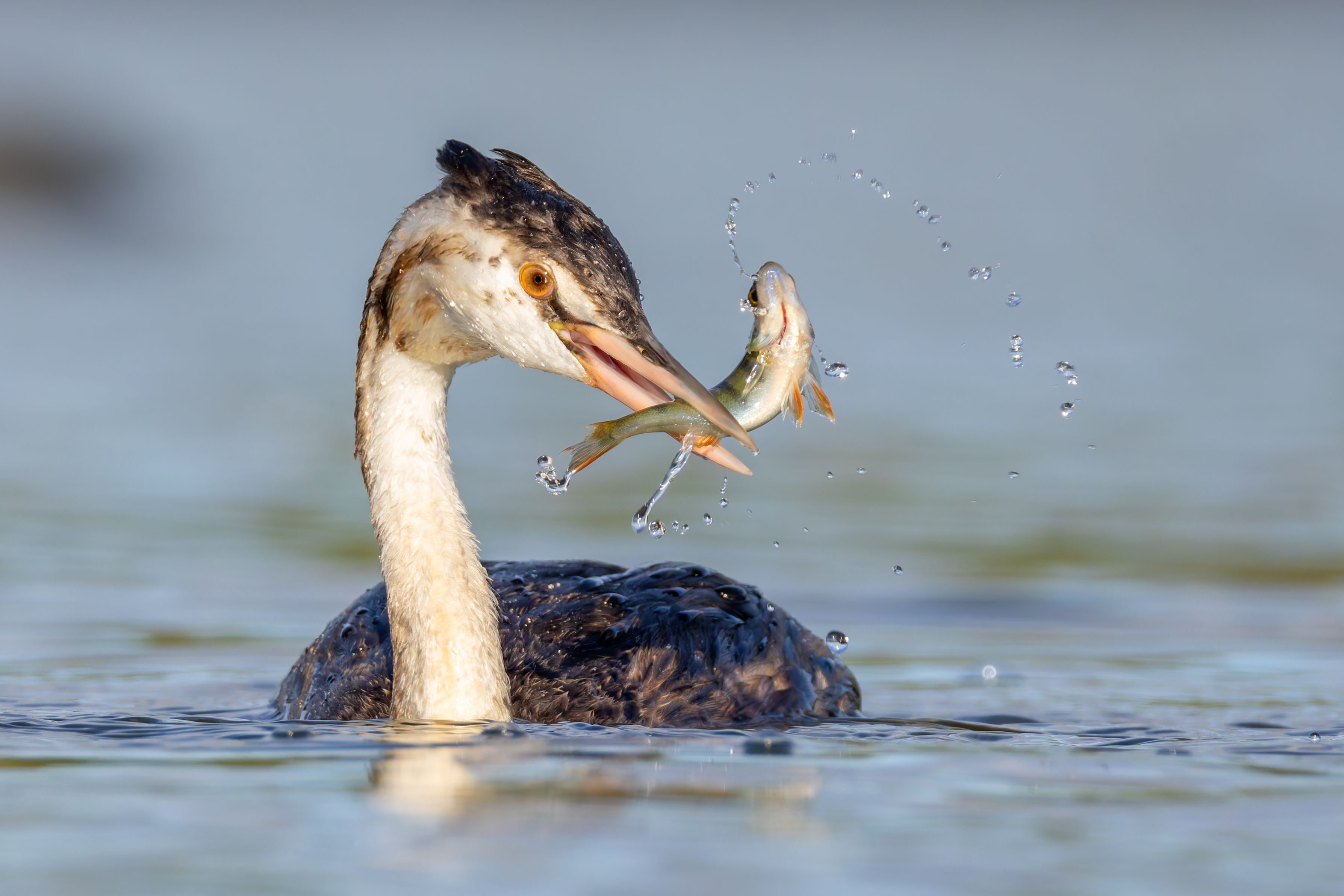 An immature great crested grebe (Podiceps cristatus) holding an European perch.