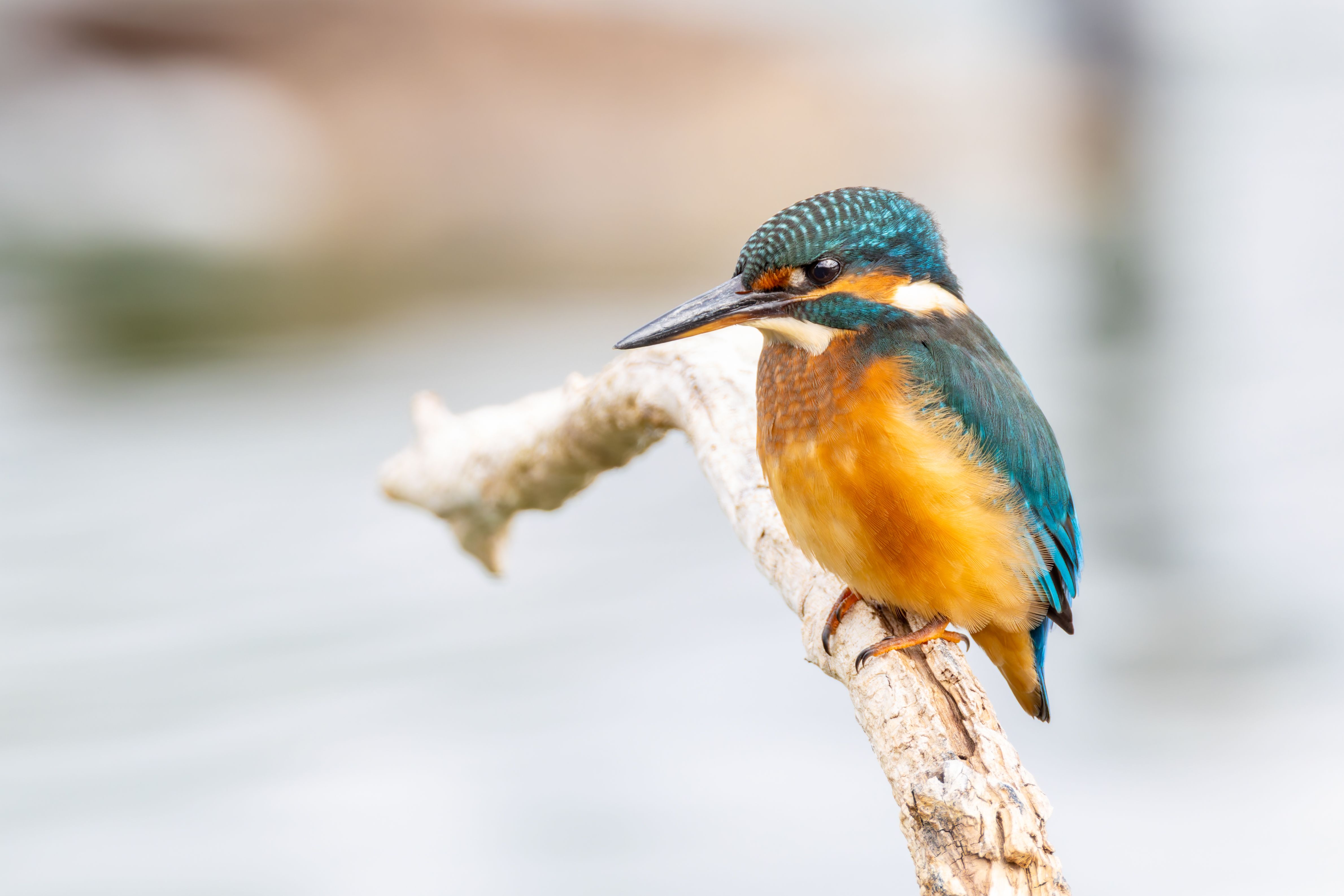 A common kingfisher (Alcedo atthis) on a branch.