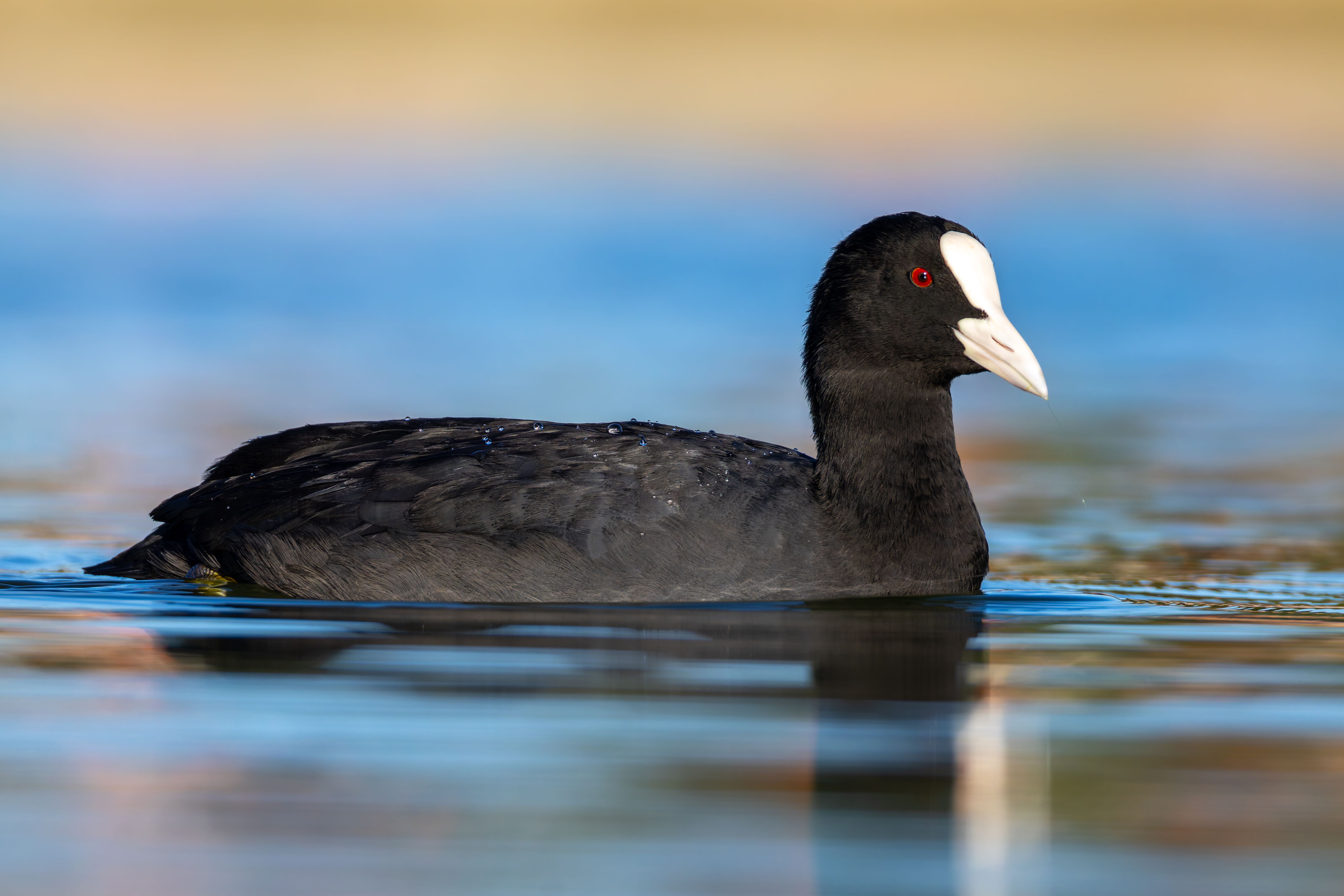 An Eurasian coot (Fulica atra) swimming.