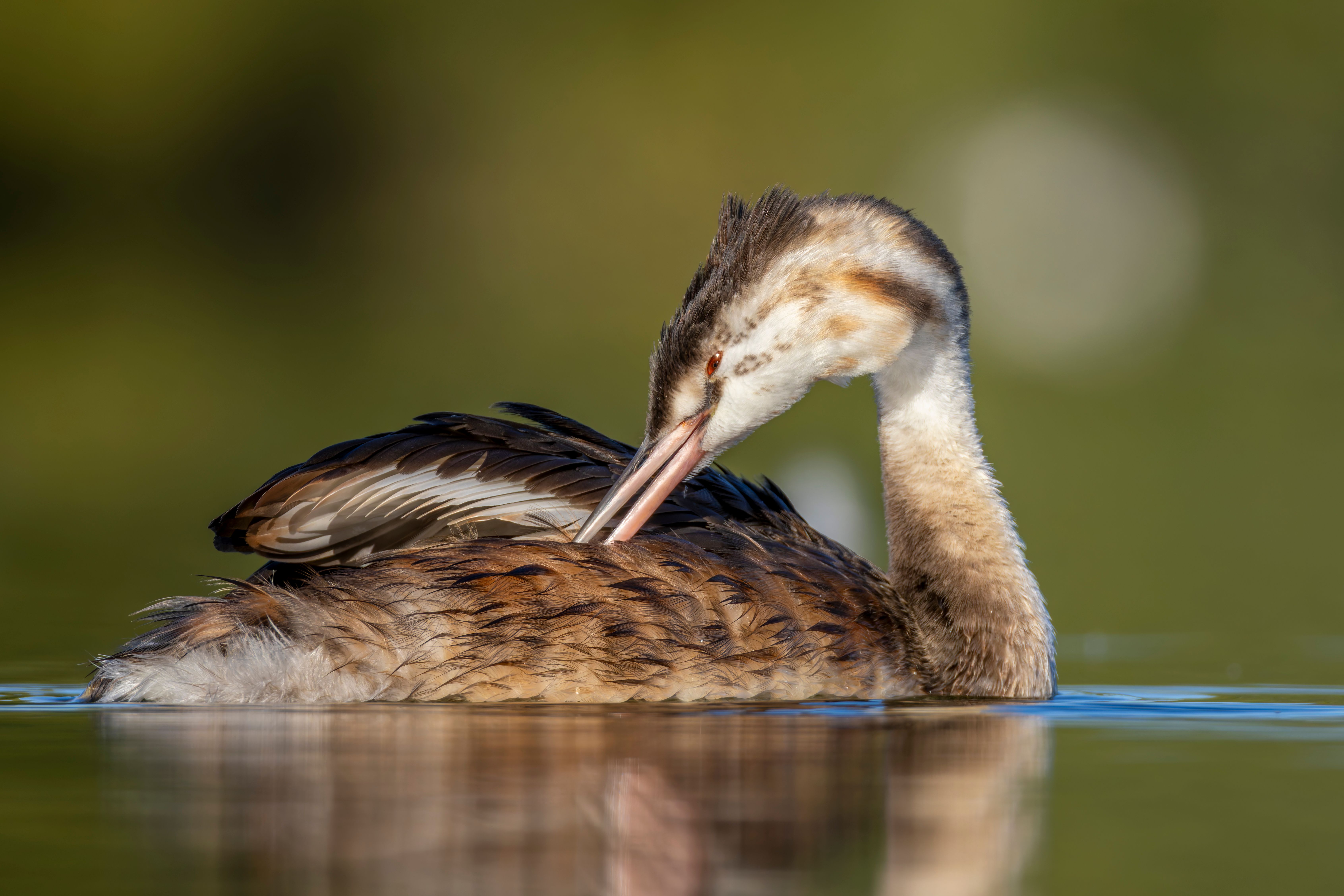 An immature great crested grebe (Podiceps cristatus) preening.