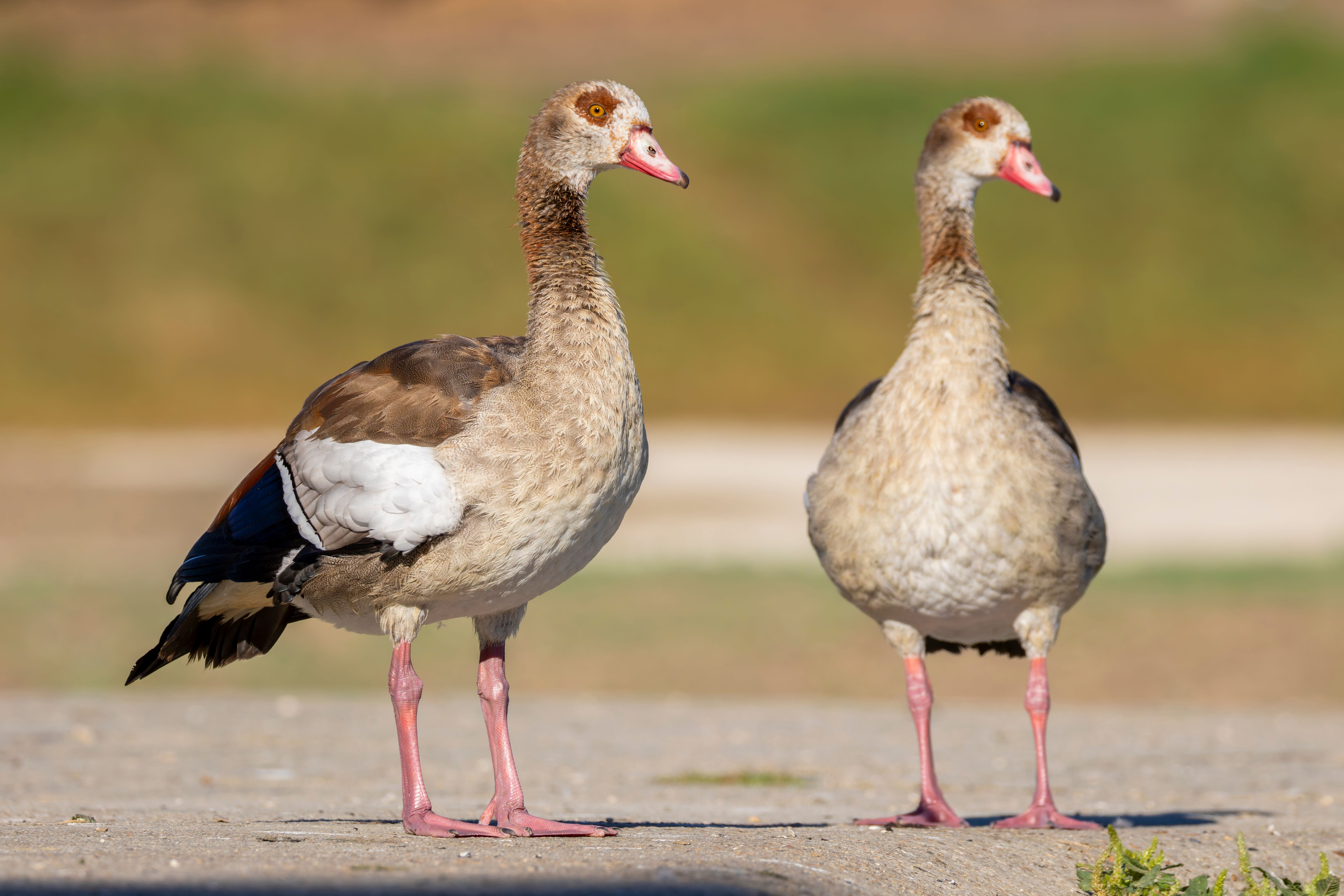 Two Egyptian geese (Alopochen aegyptiaca).