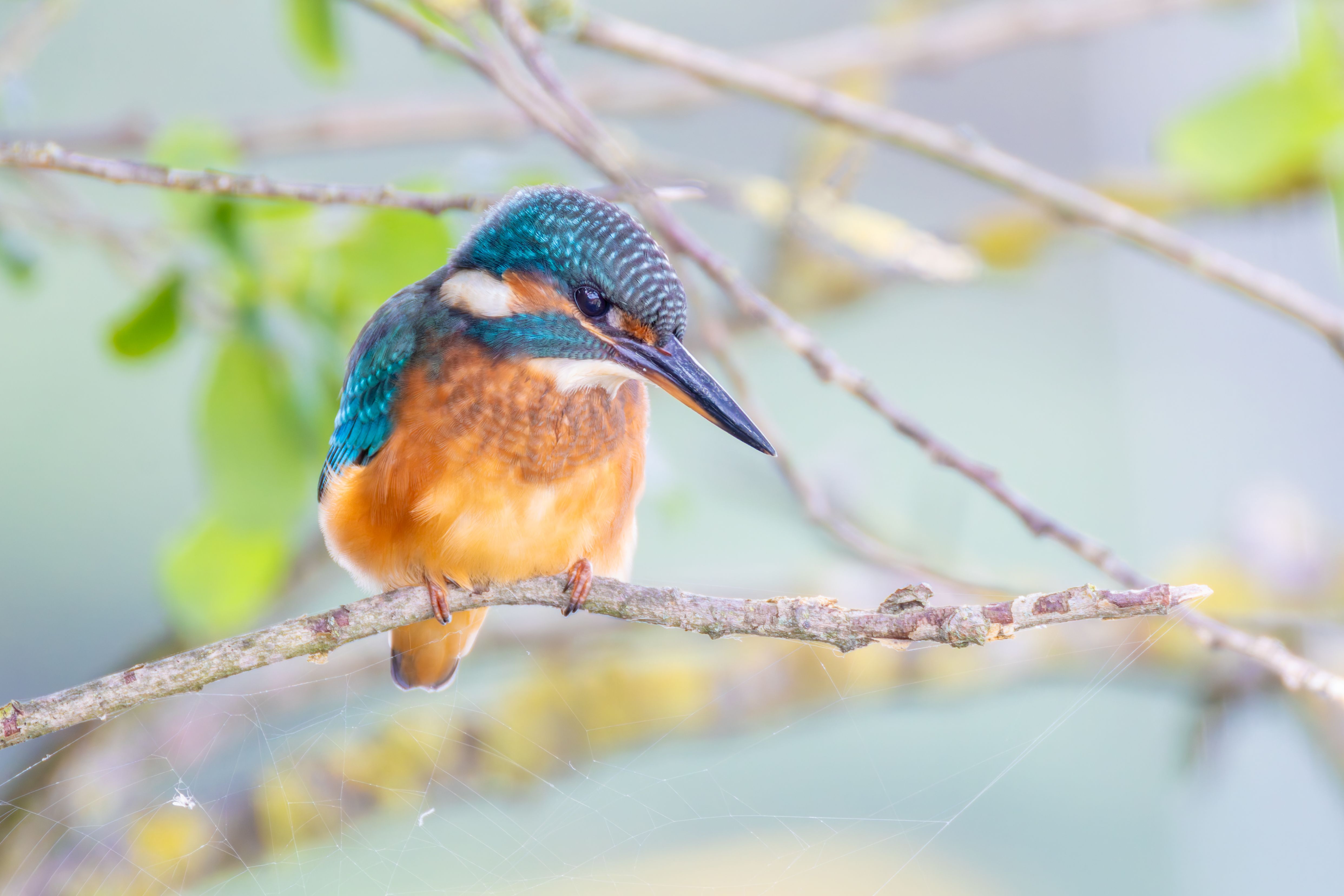 A common kingfisher (Alcedo atthis) on a branch.