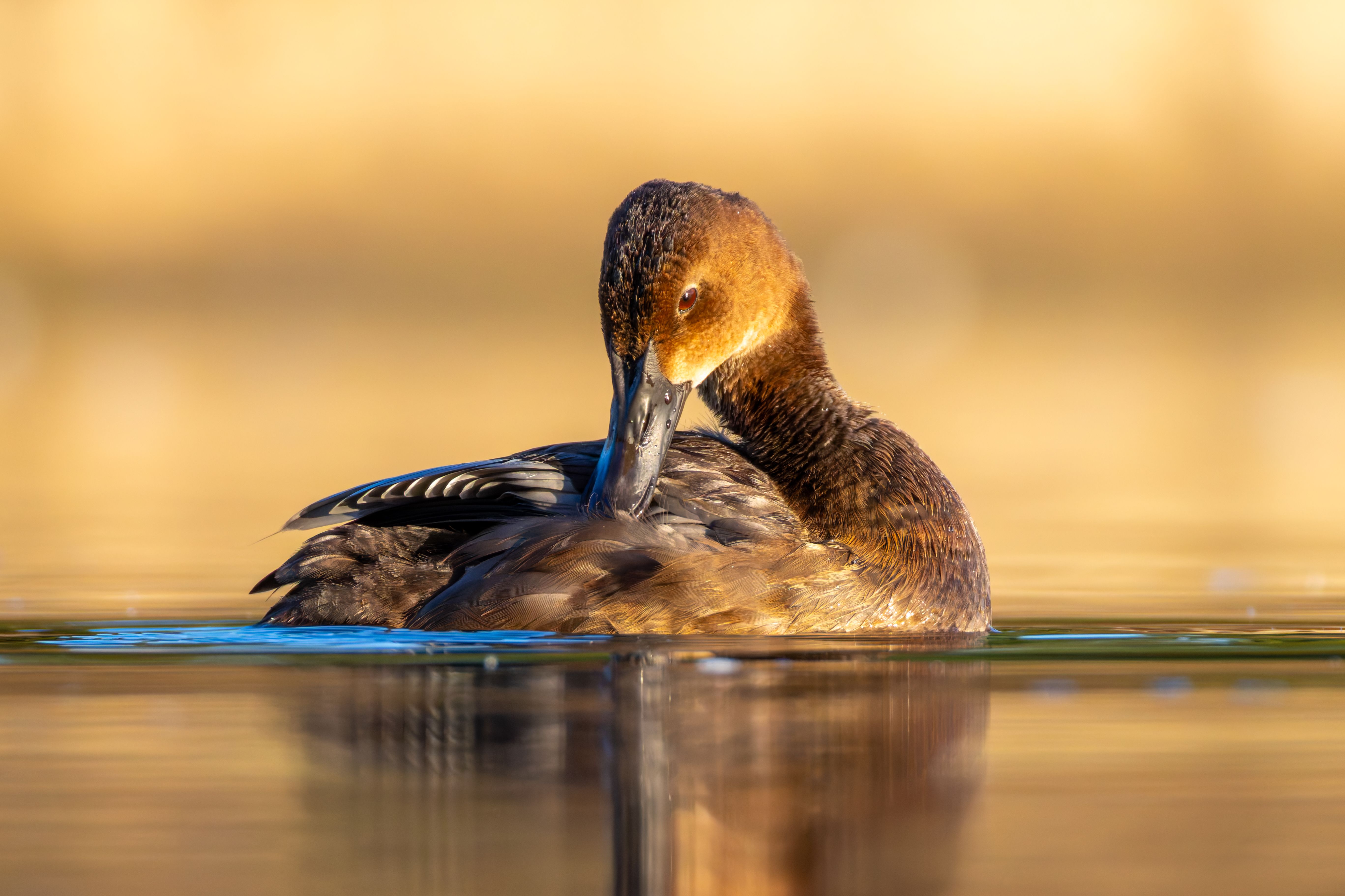 A common pochard (Aythya ferina) preening.