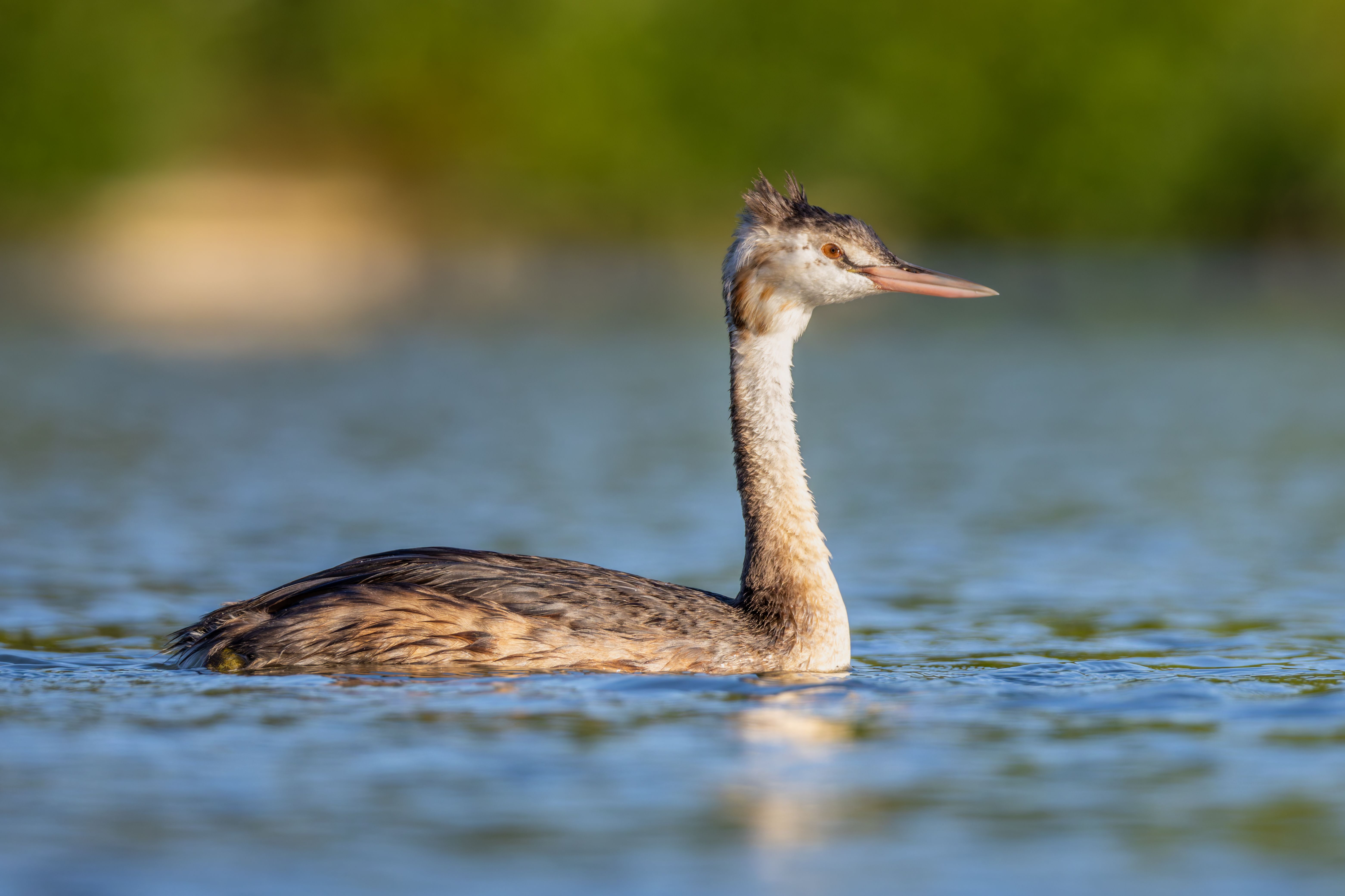 An immature great crested grebe (Podiceps cristatus).