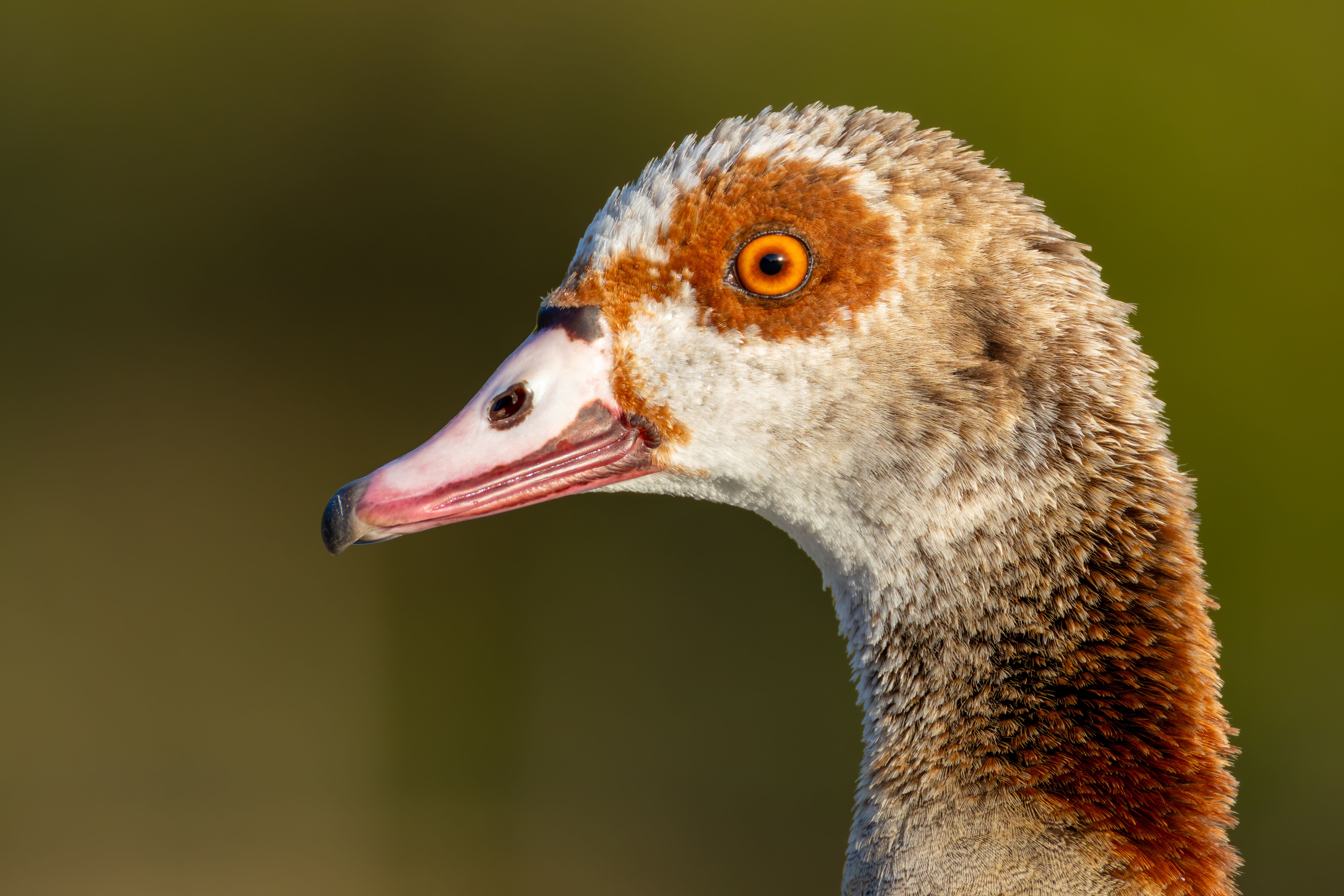Portrait of an Egyptian goose (Alopochen aegyptiaca).