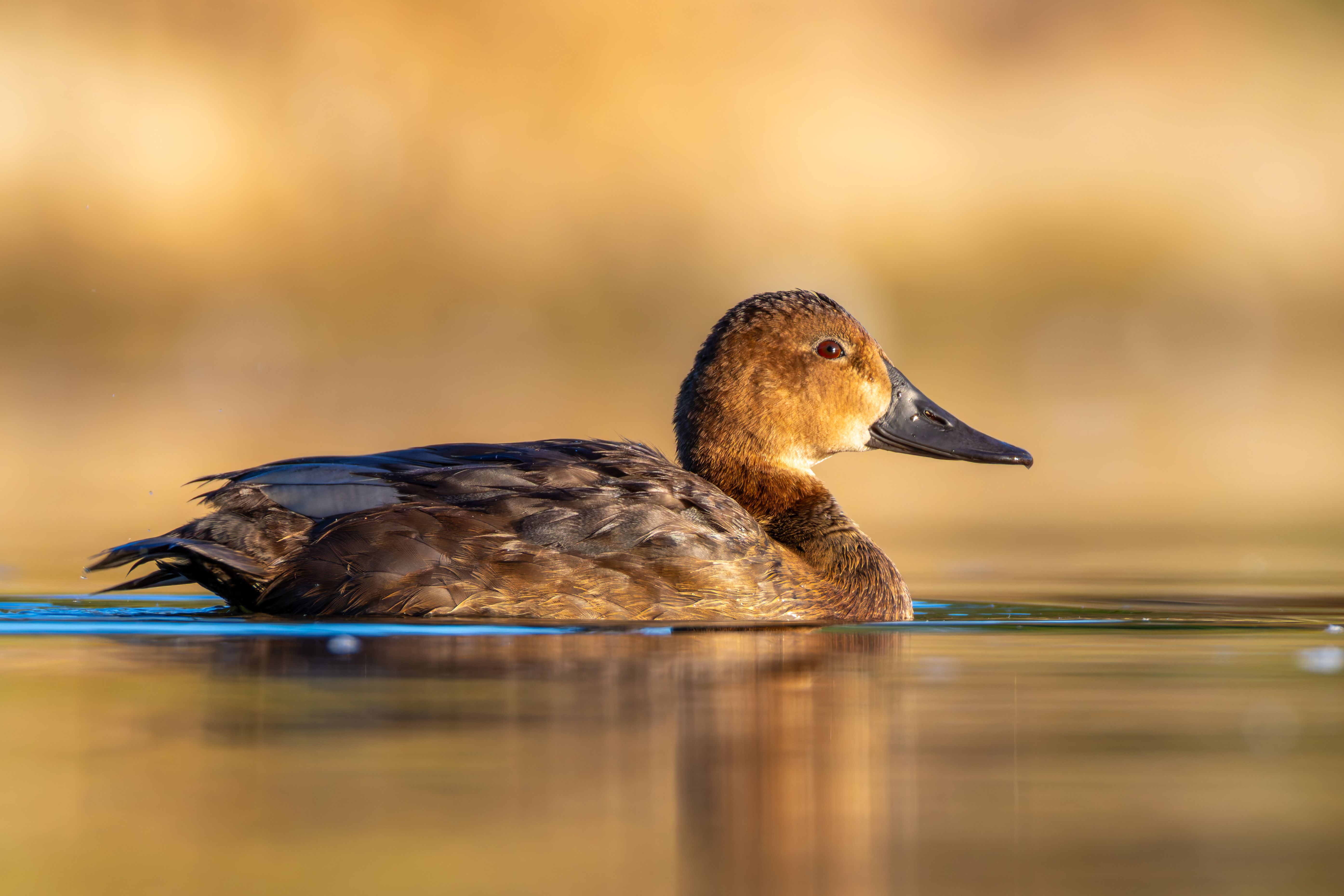 A common pochard (Aythya ferina) swimming.