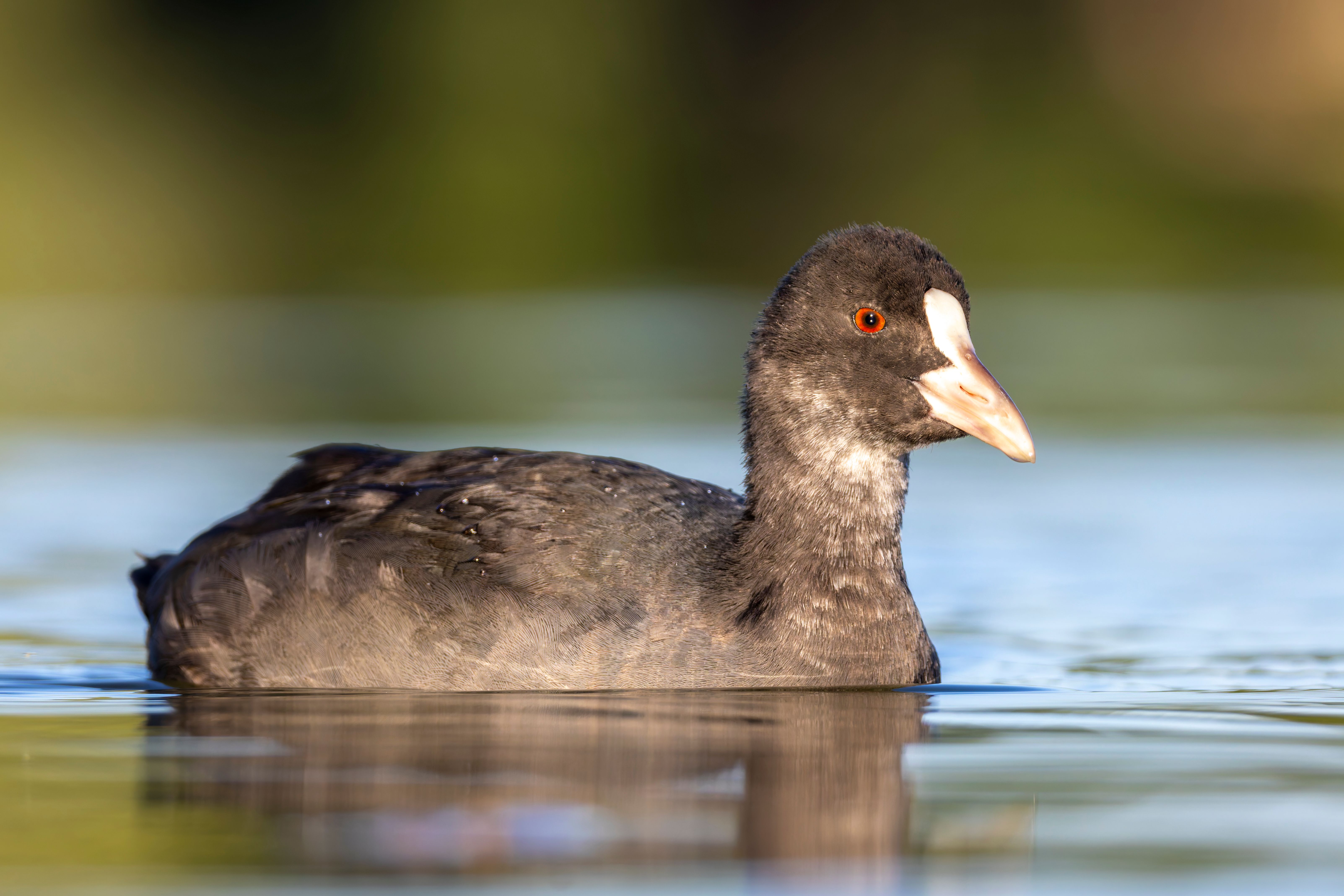 An Eurasian coot (Fulica atra) swimming.