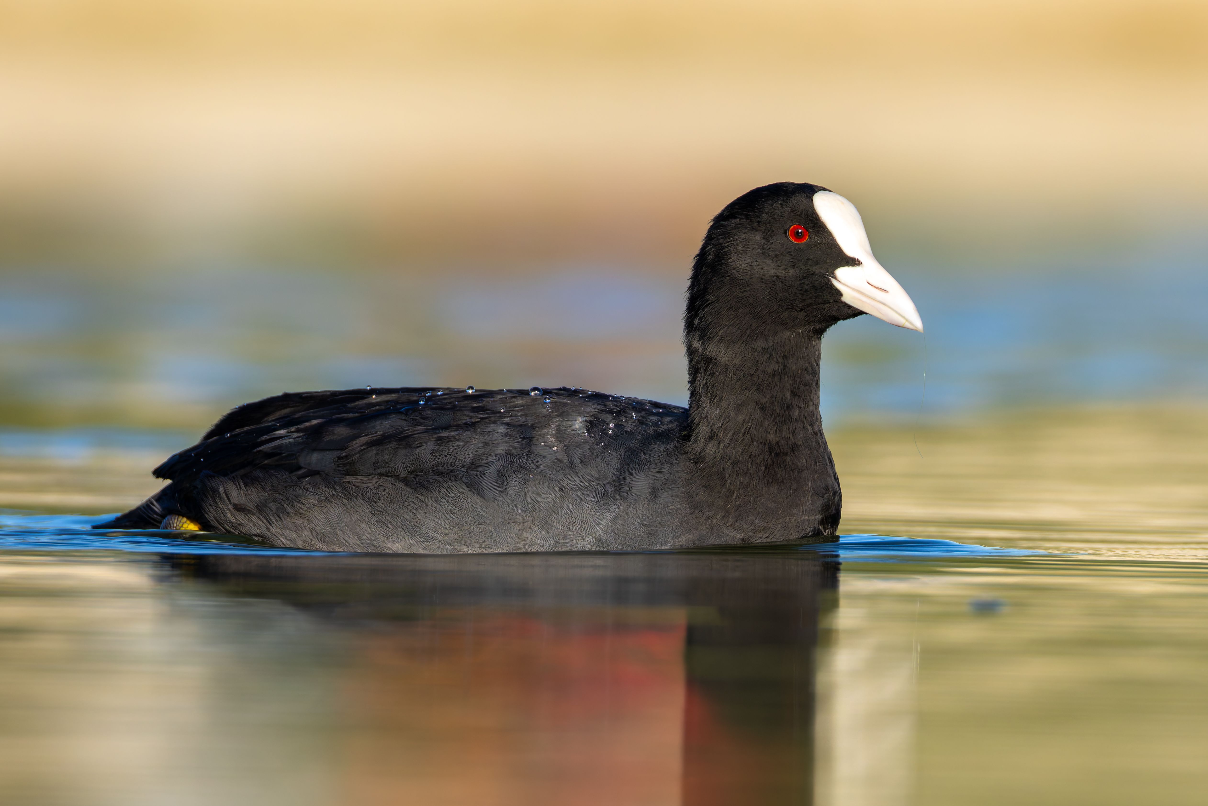 An Eurasian coot (Fulica atra) swimming.