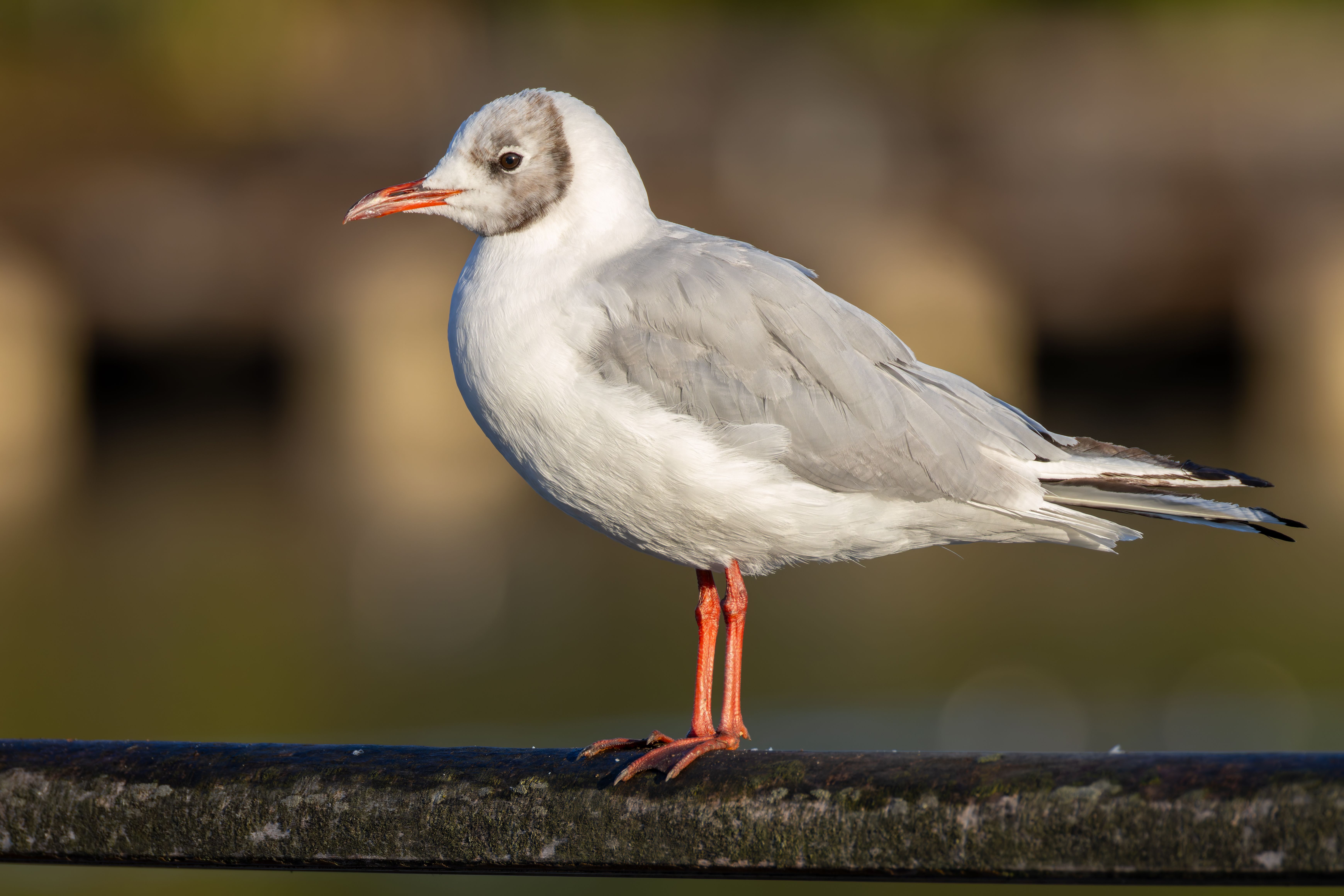 A black-headed gull (Chroicocephalus ridibundus) on a fence.