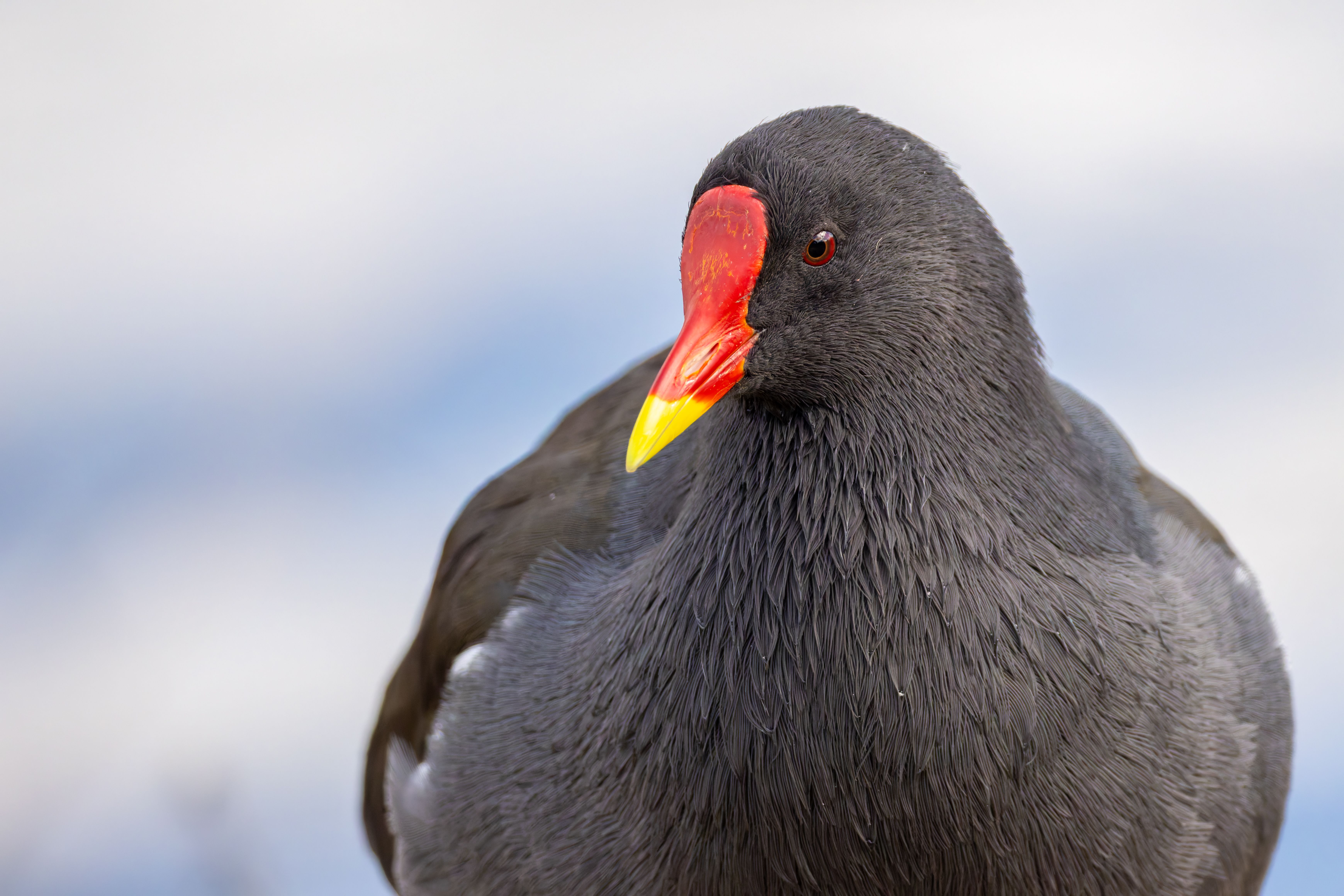 Portrait of a common moorhen (Gallinula chloropus).