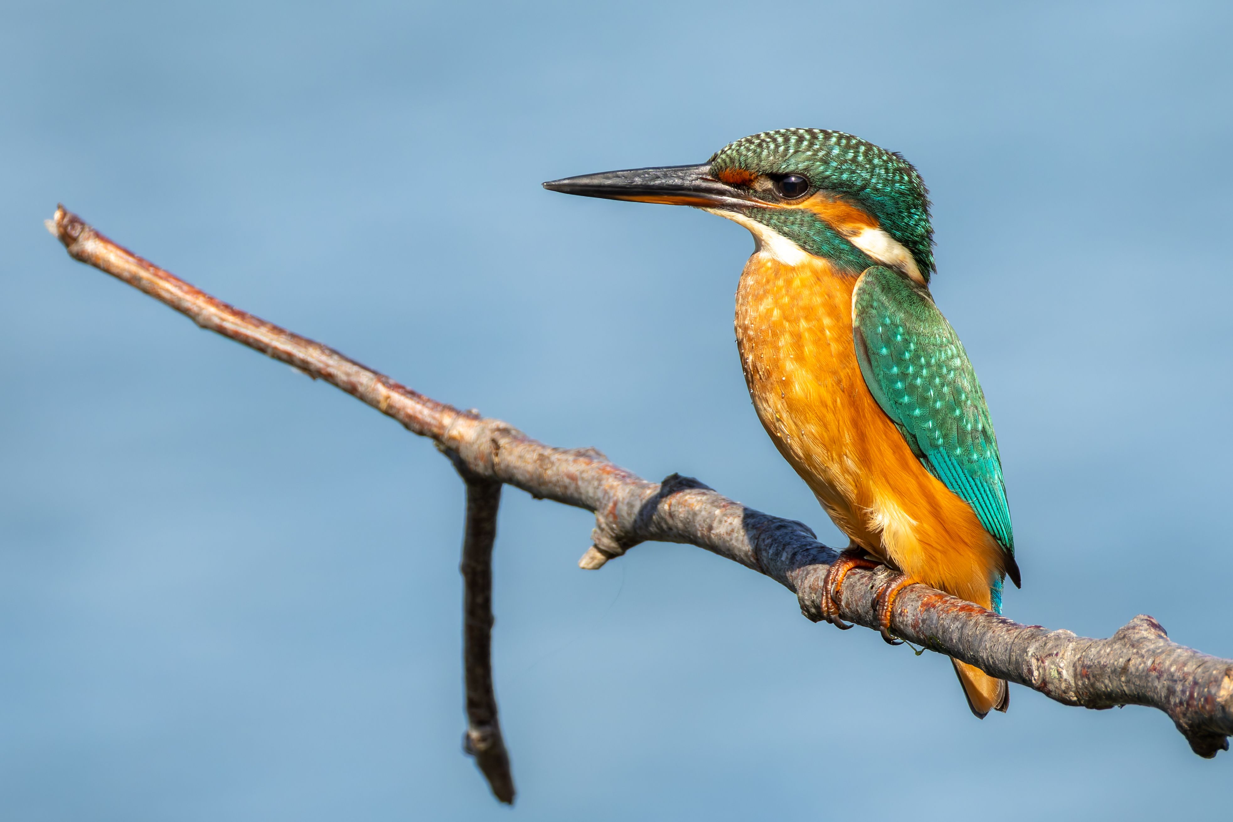 A juvenile female common kingfisher (Alcedo atthis).