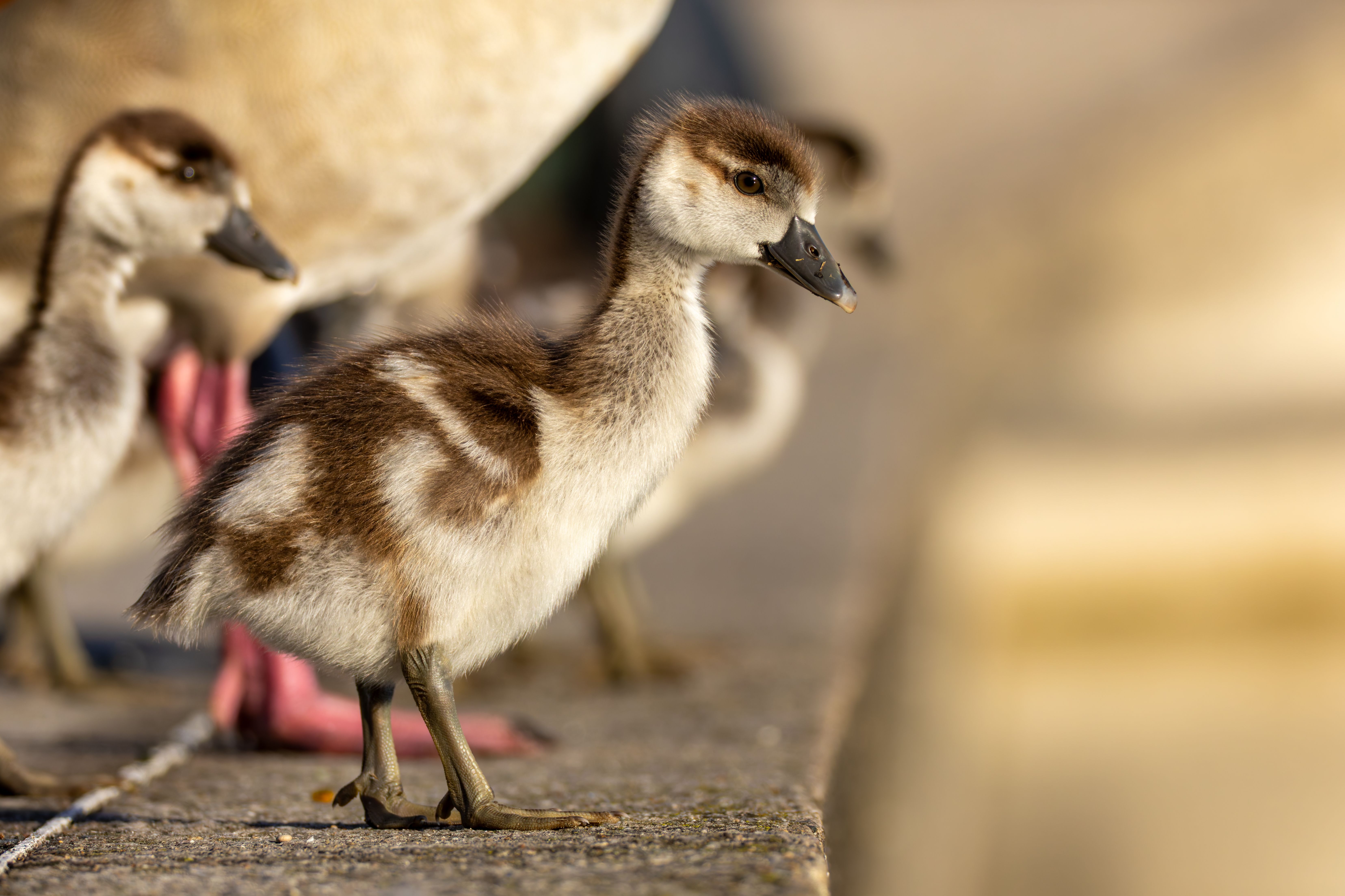Juvenile Egyptian geese (Alopochen aegyptiaca) at sunrise.