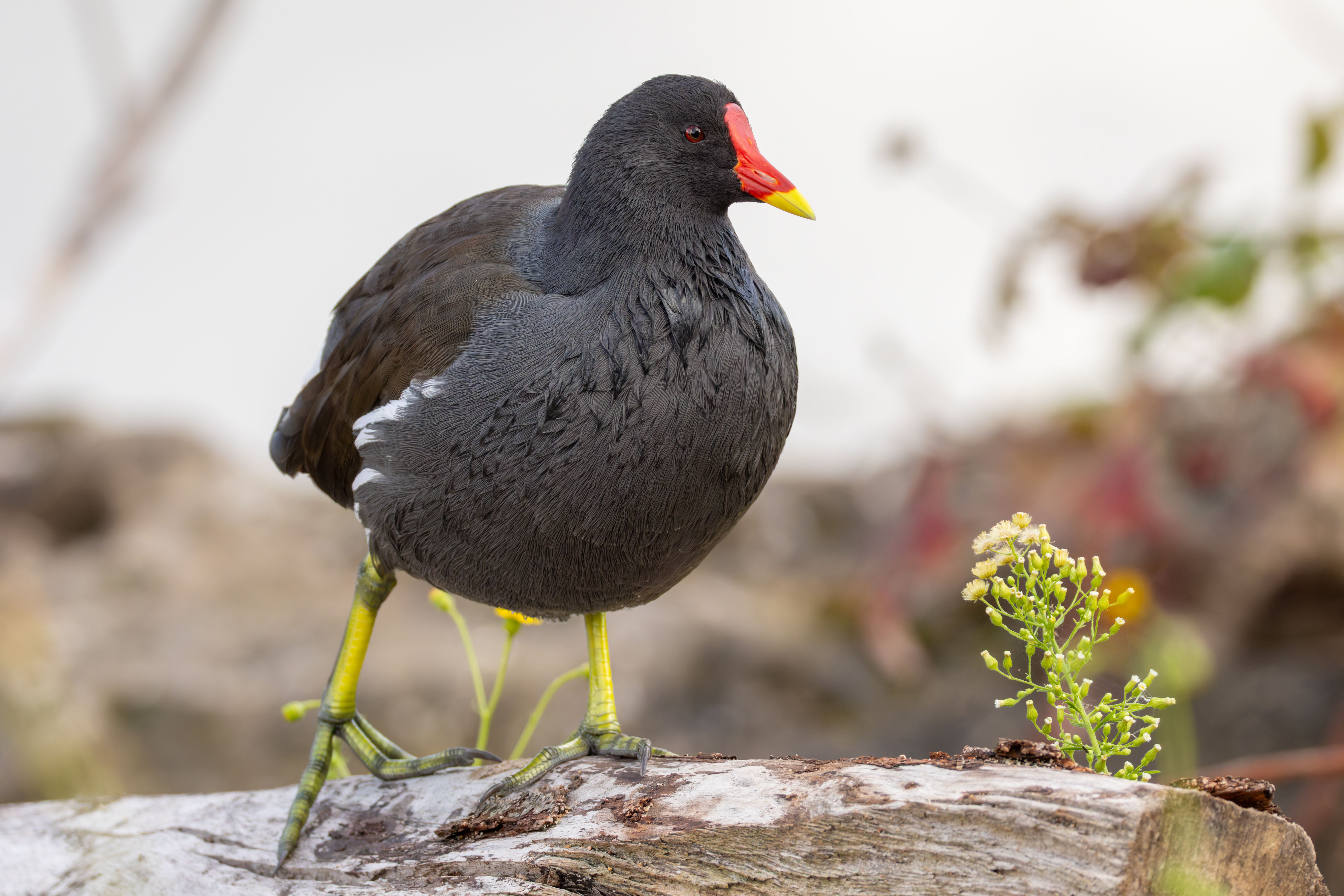 A common moorhen (Gallinula chrolopus) on a log.