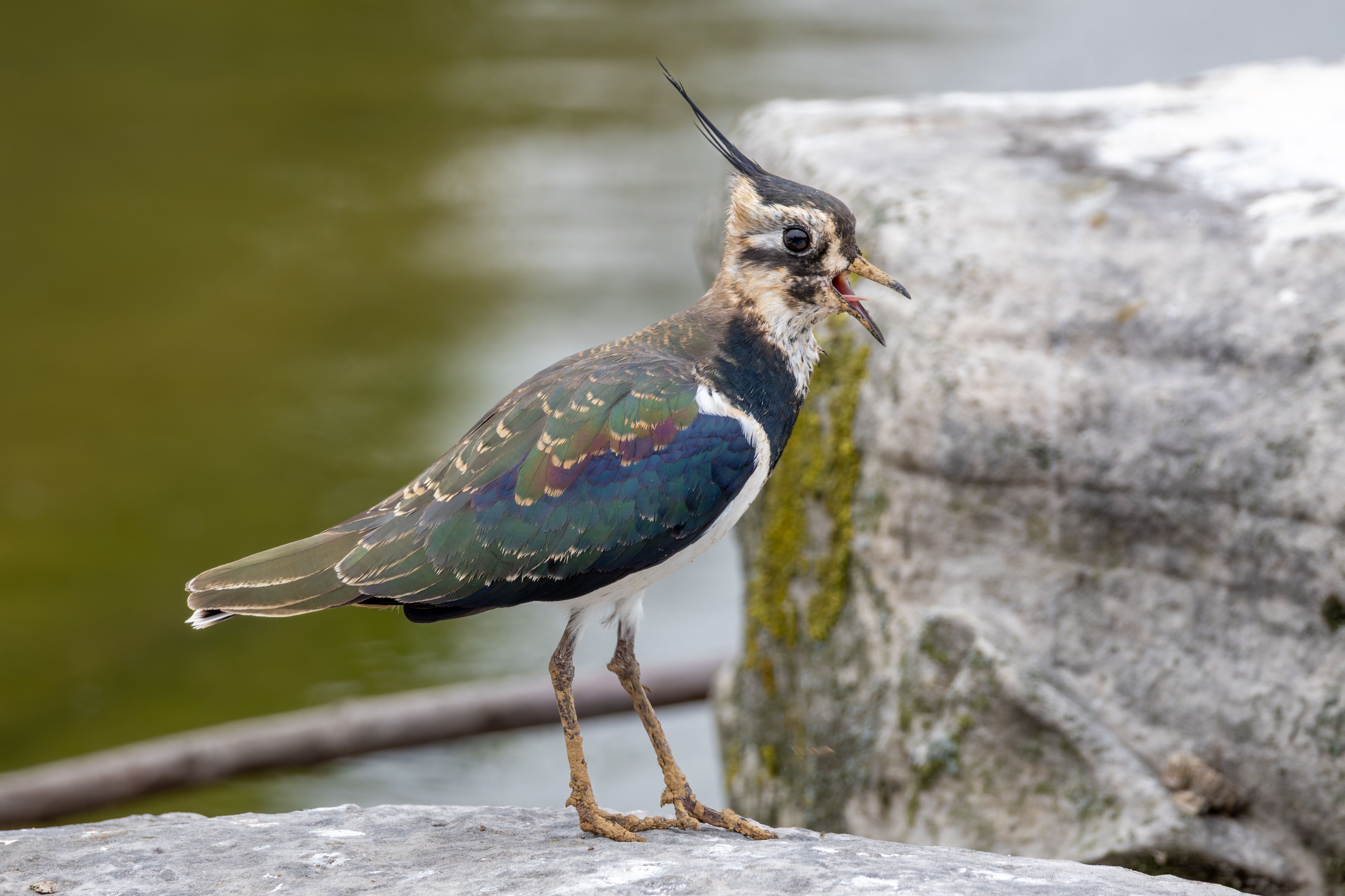 A northern lapwing (Vanellus vanellus) vocalizing.