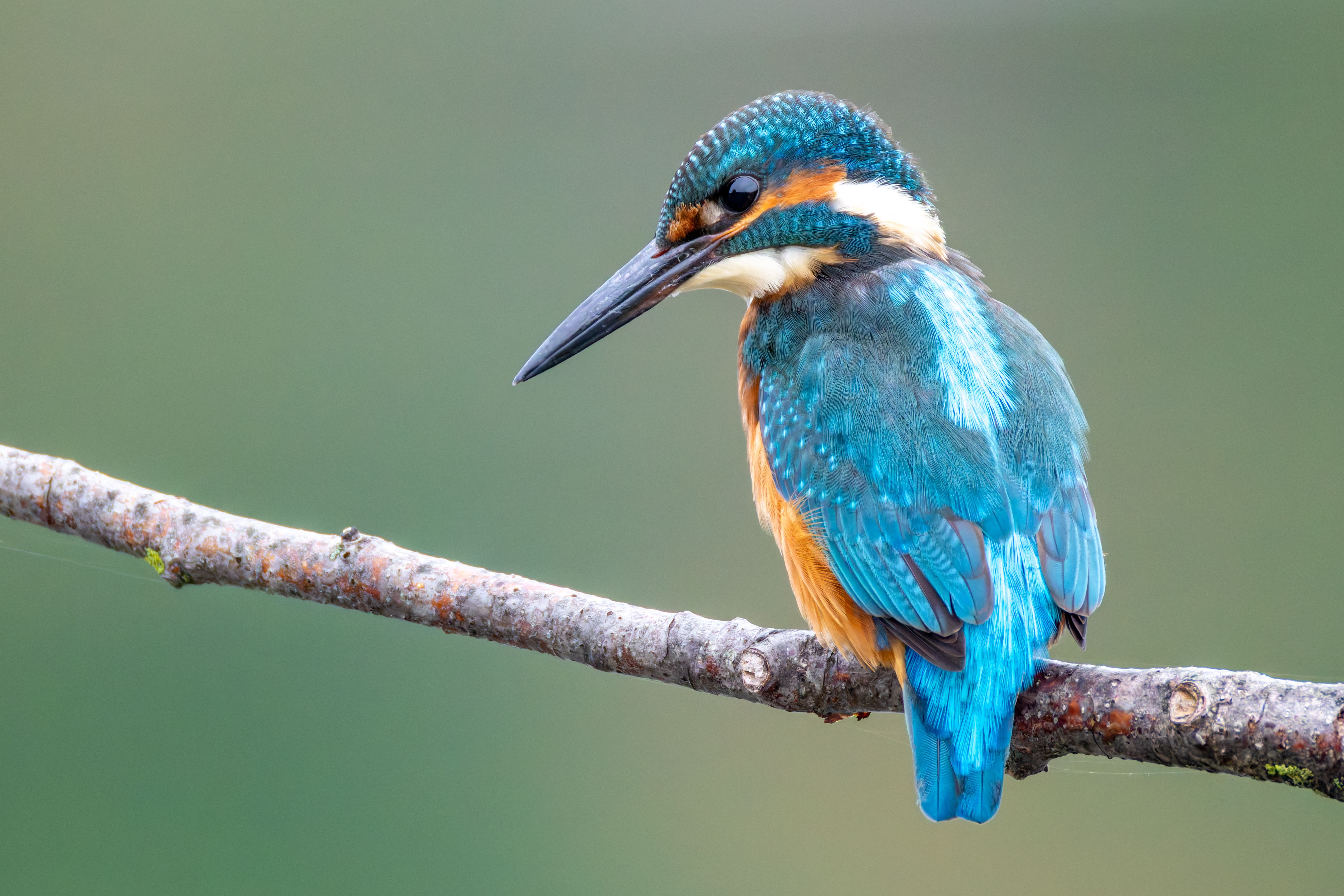 A juvenile common kingfisher (Alcedo atthis) on a branch.