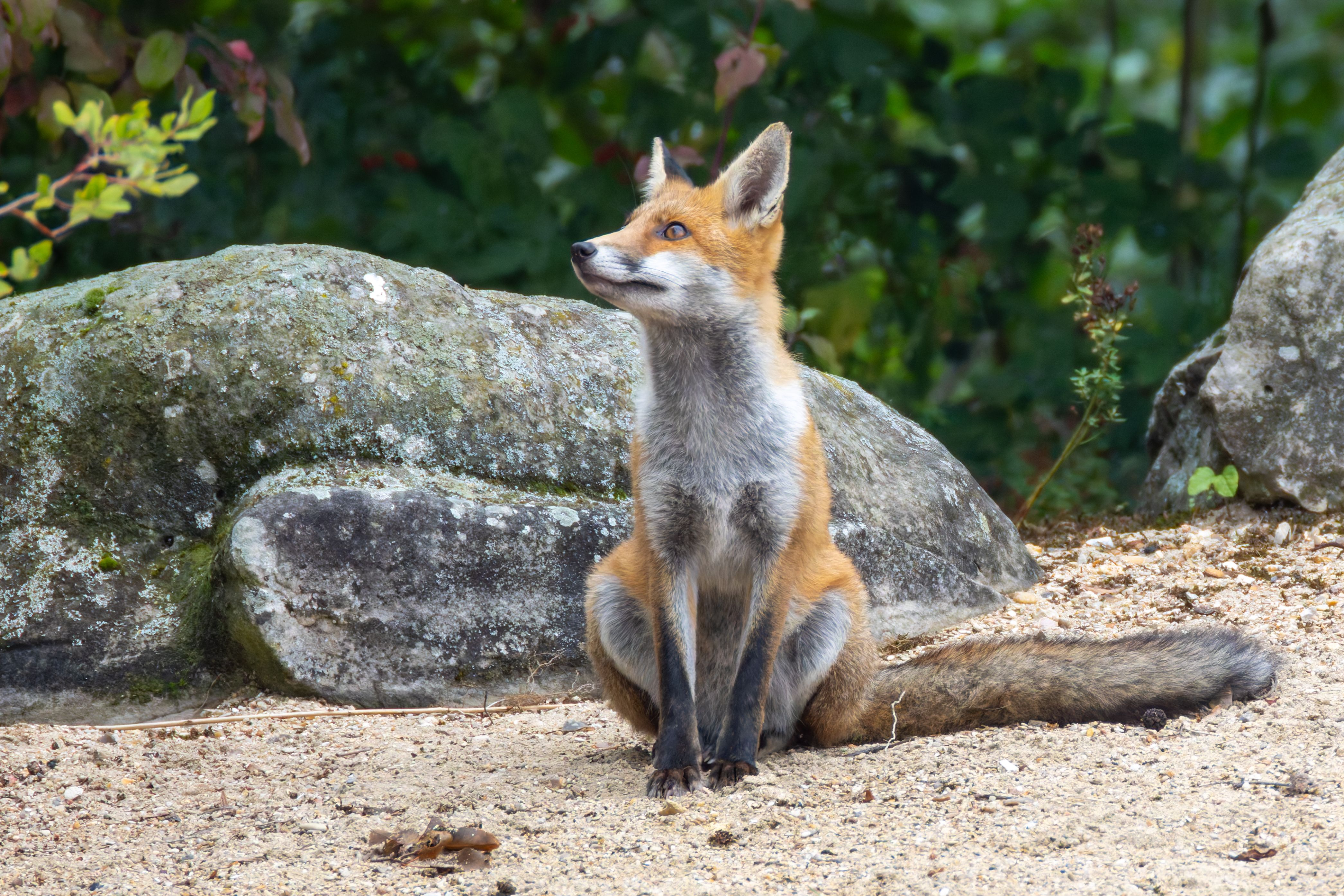 A juvenile female red fox (Vulpes vulpes) sitting.