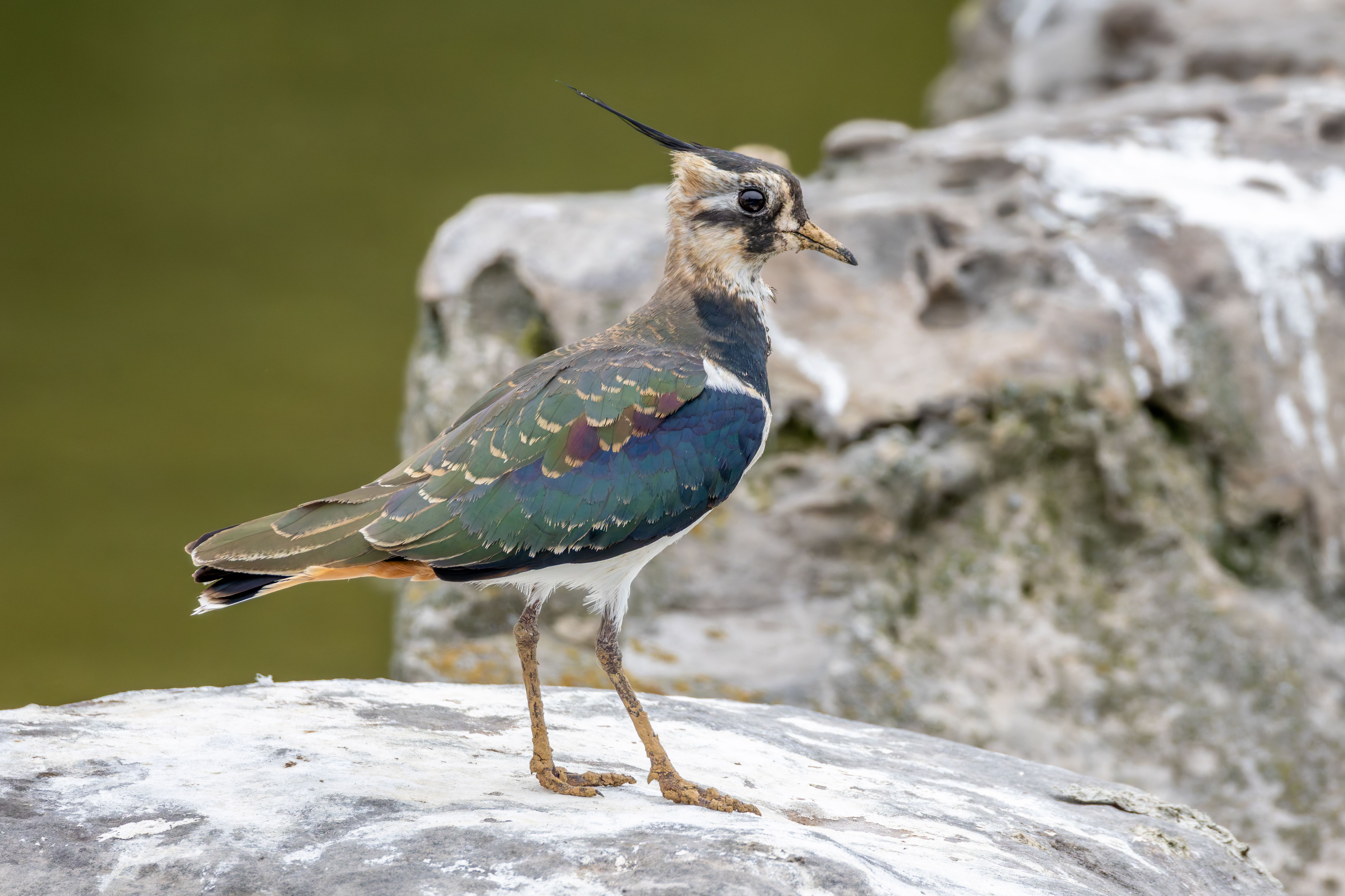 A northern lapwing (Vanellus vanellus) on a rock.