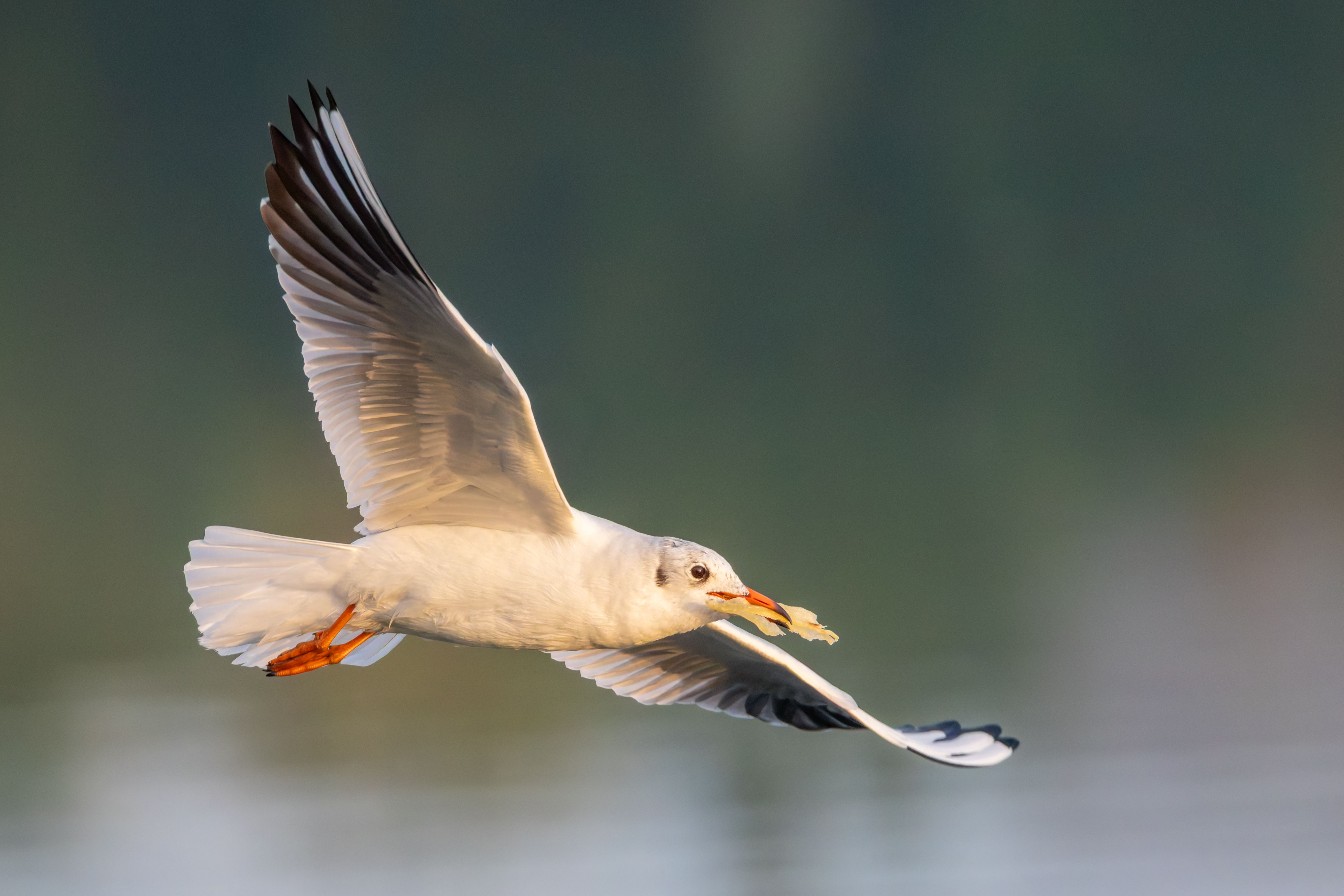 A black-headed gull (Chroicocephalus ridibundus) in flight.