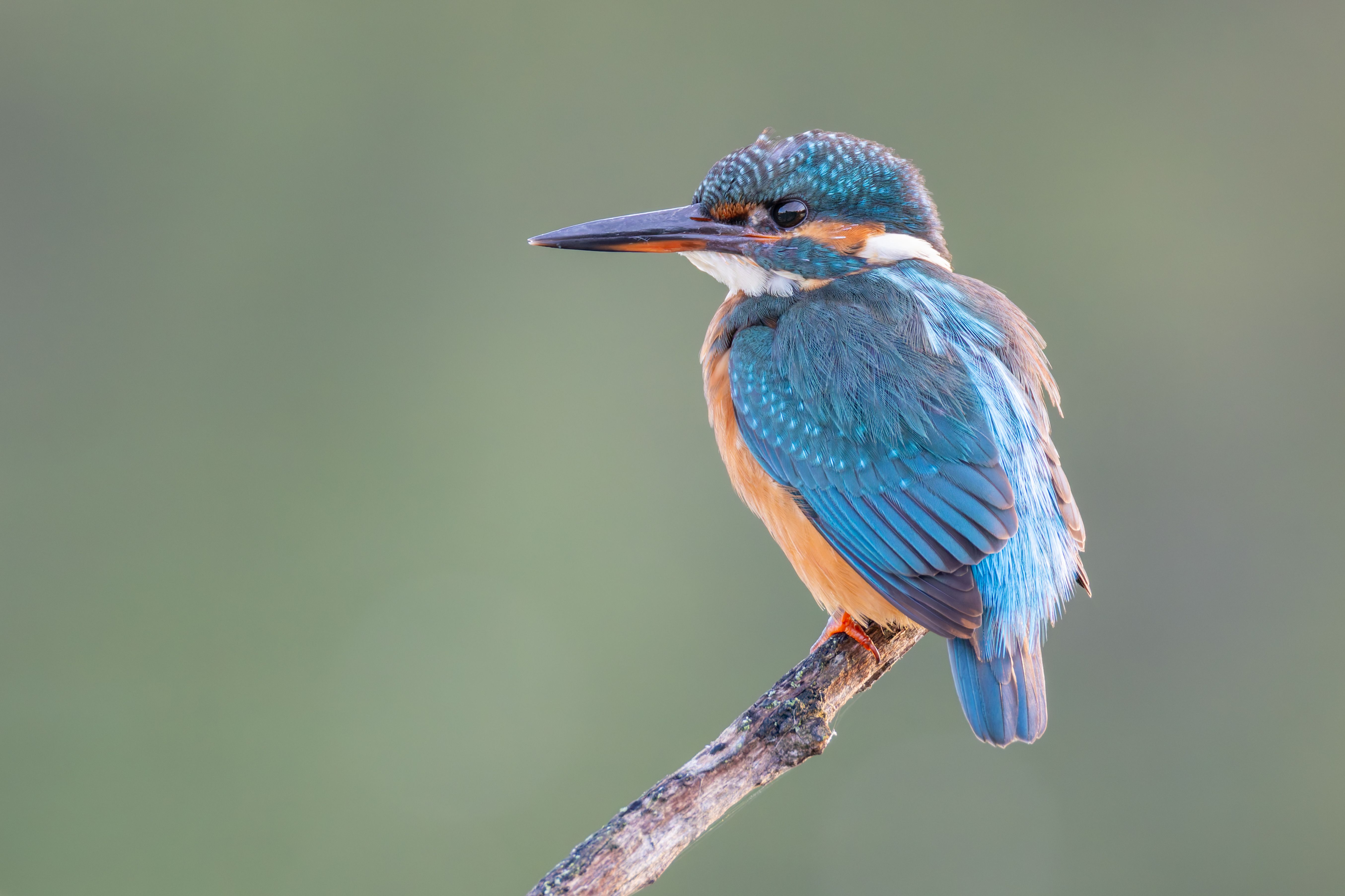 A juvenile female common kingfisher (Alcedo atthis) on a branch.
