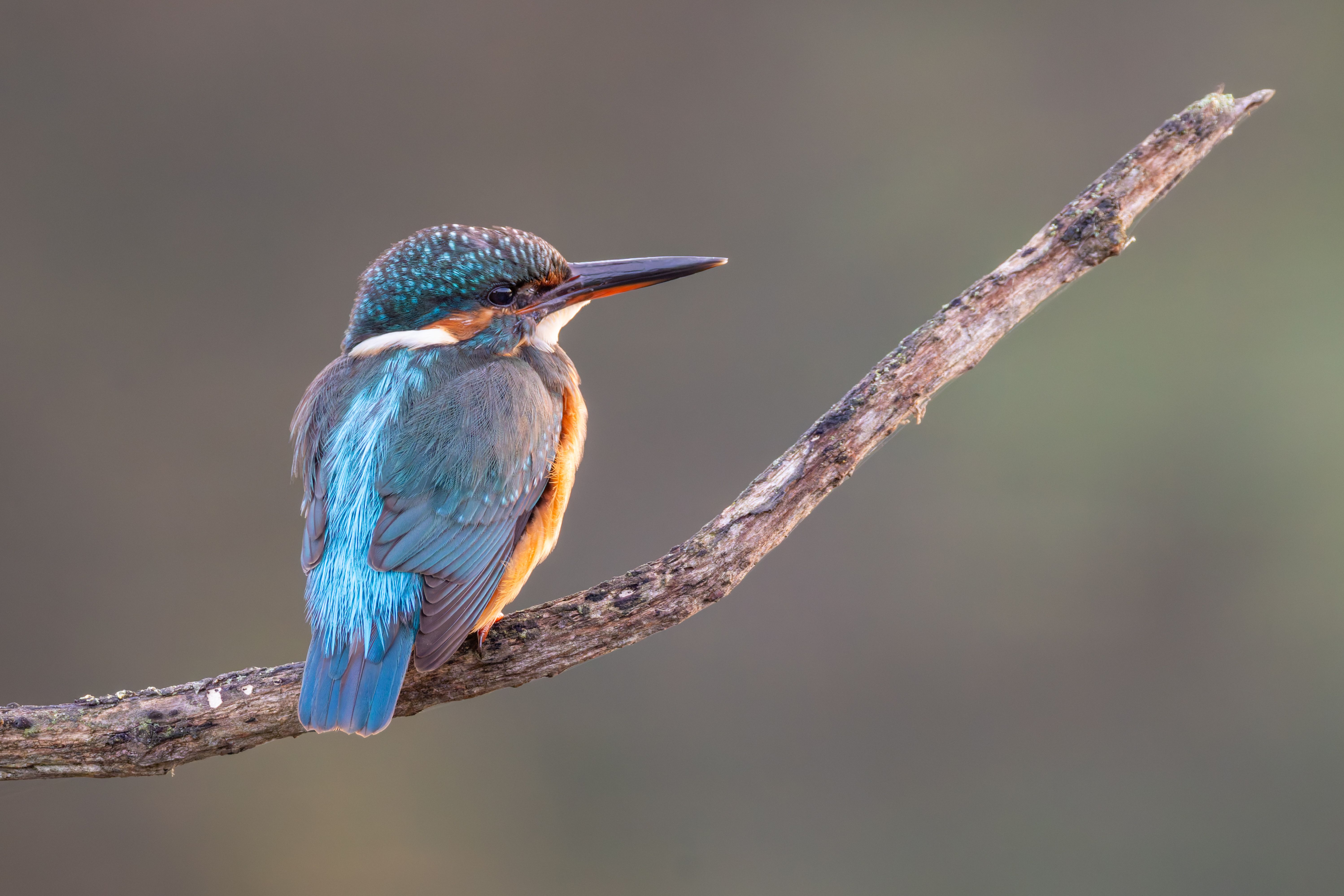 A common kingfisher (Alcedo atthis) on a branch.