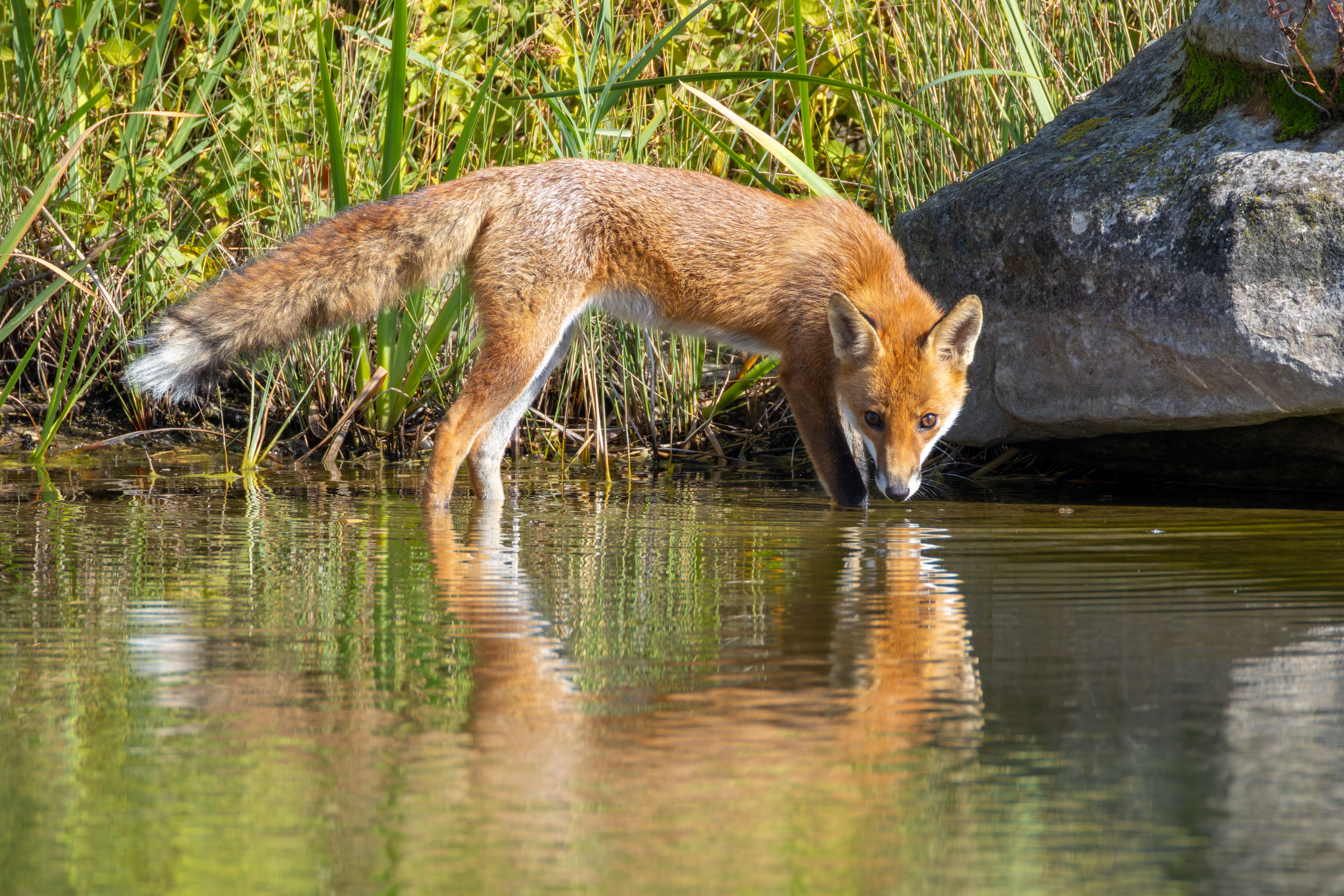 A female red fox (Vulpes vulpes) drinking from a lake.