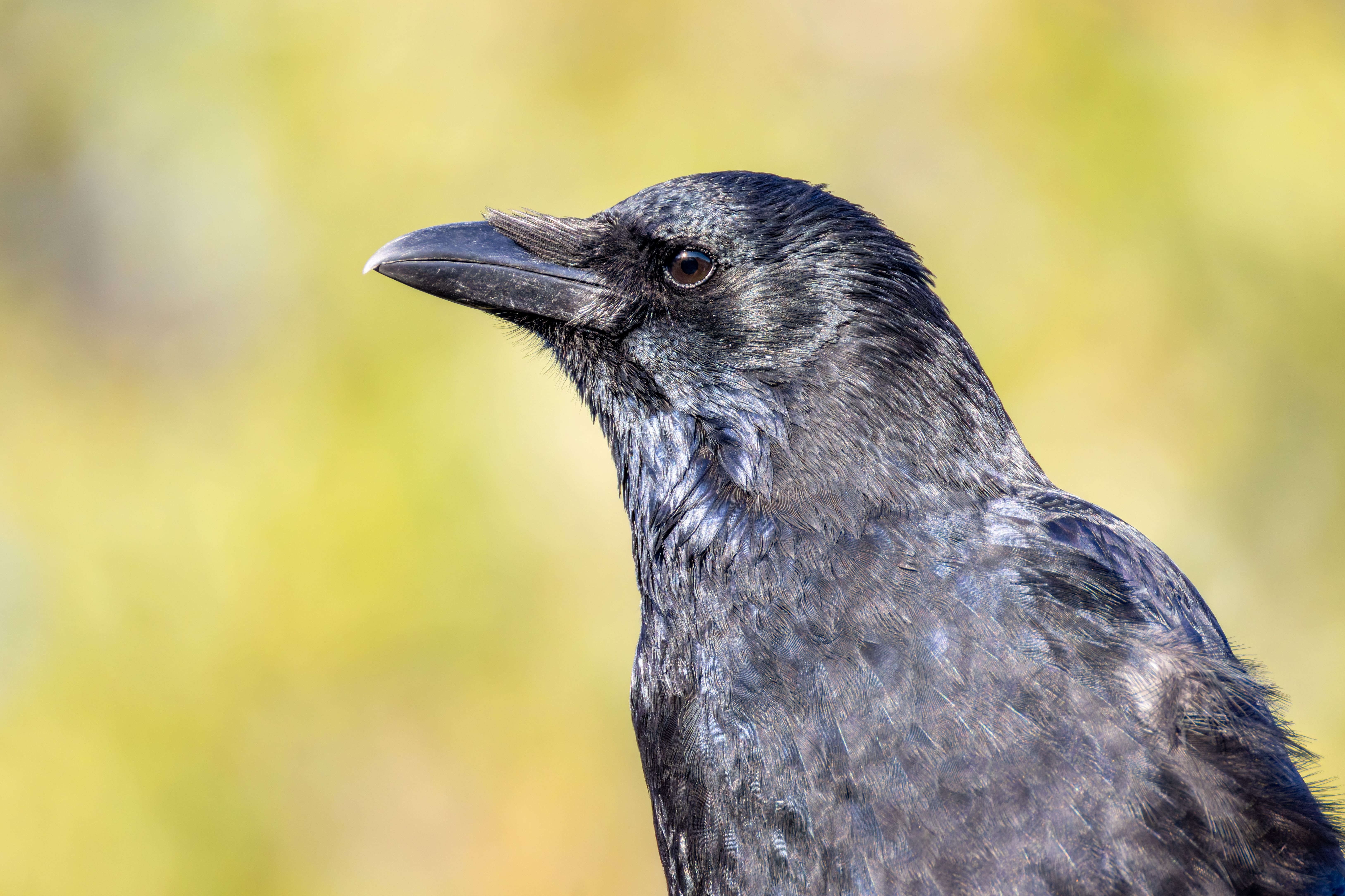 Portrait of a carrion crow (Corvus corone).