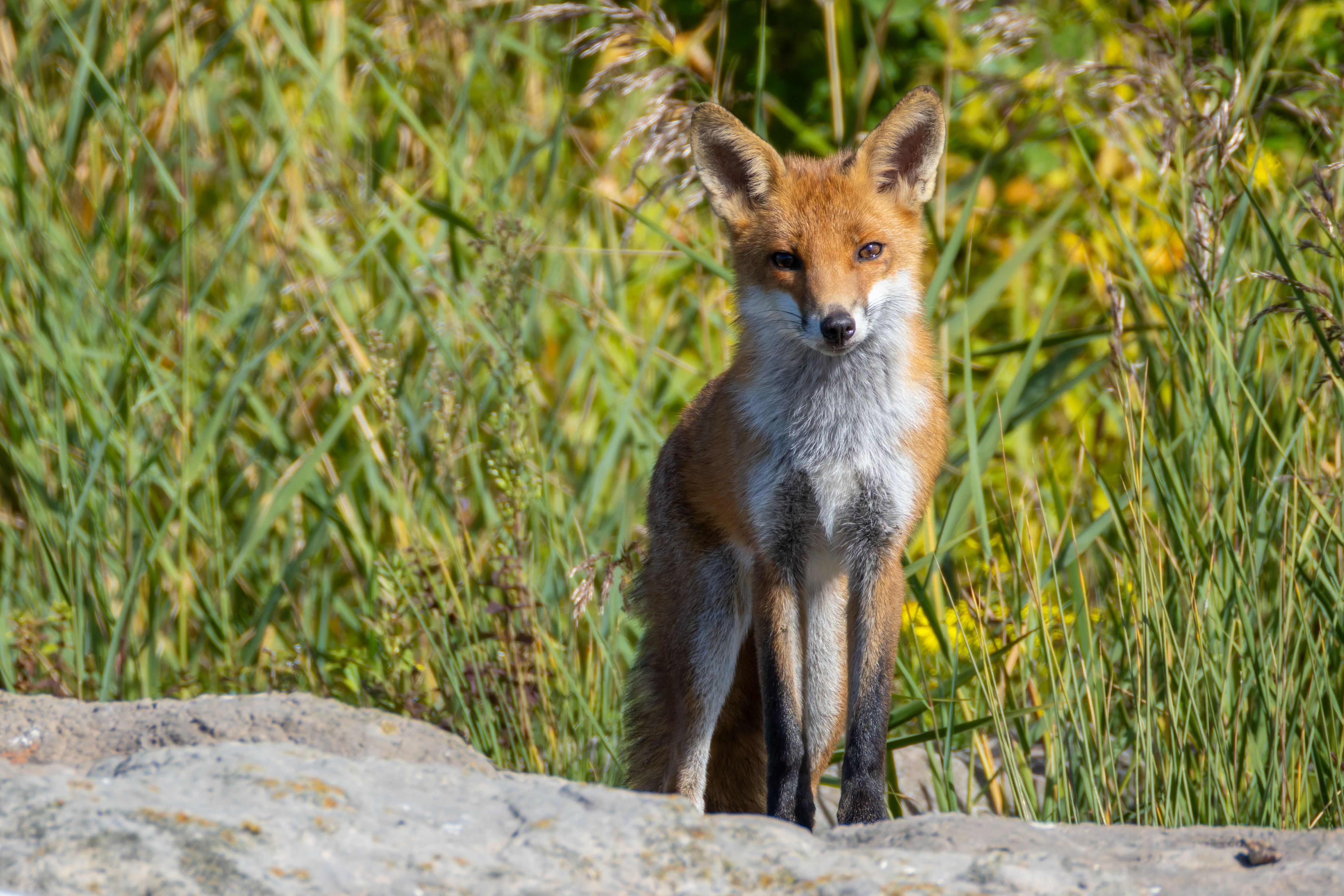 A female red fox (Vulpes vulpes).