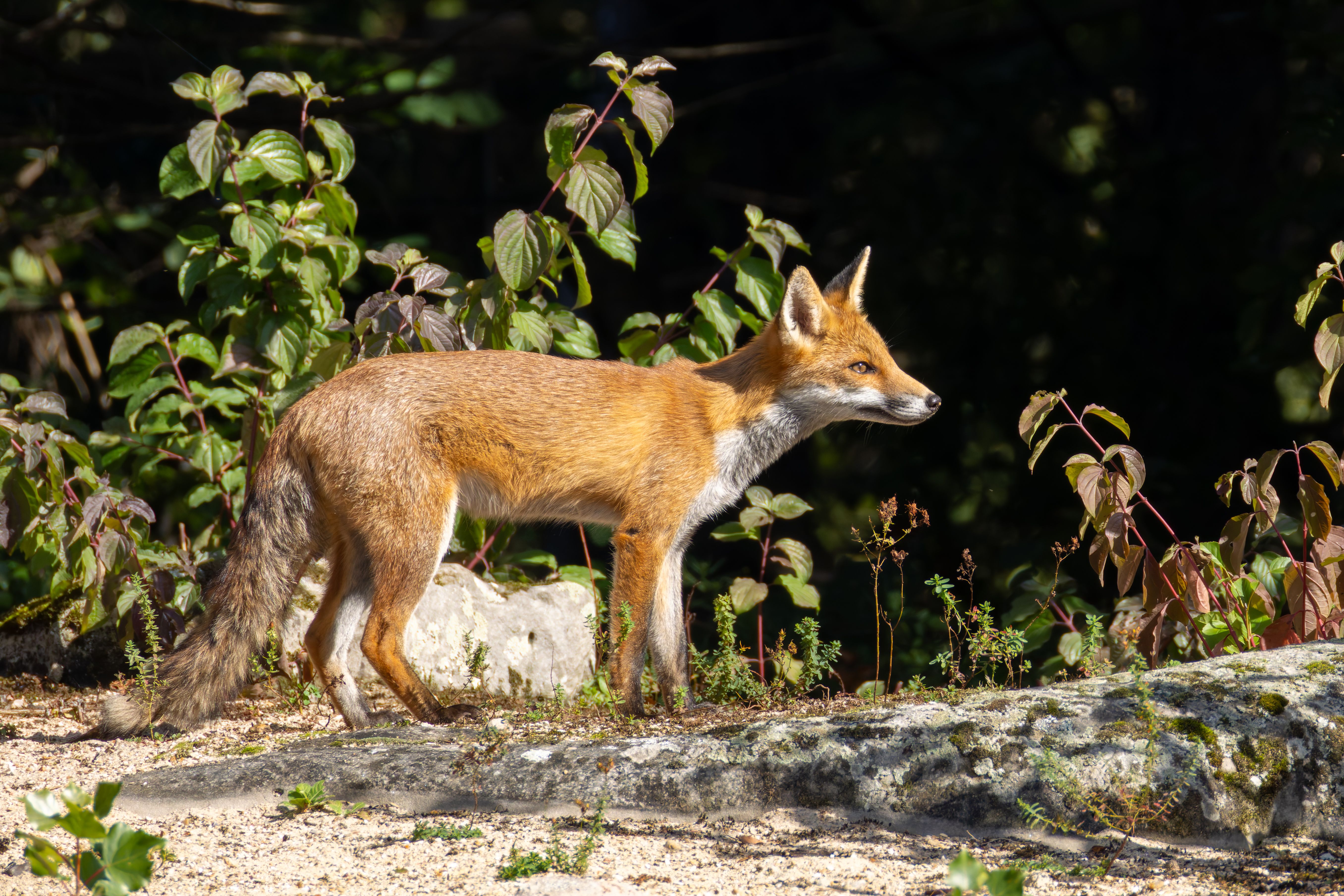 A female red fox (Vulpes vulpes).