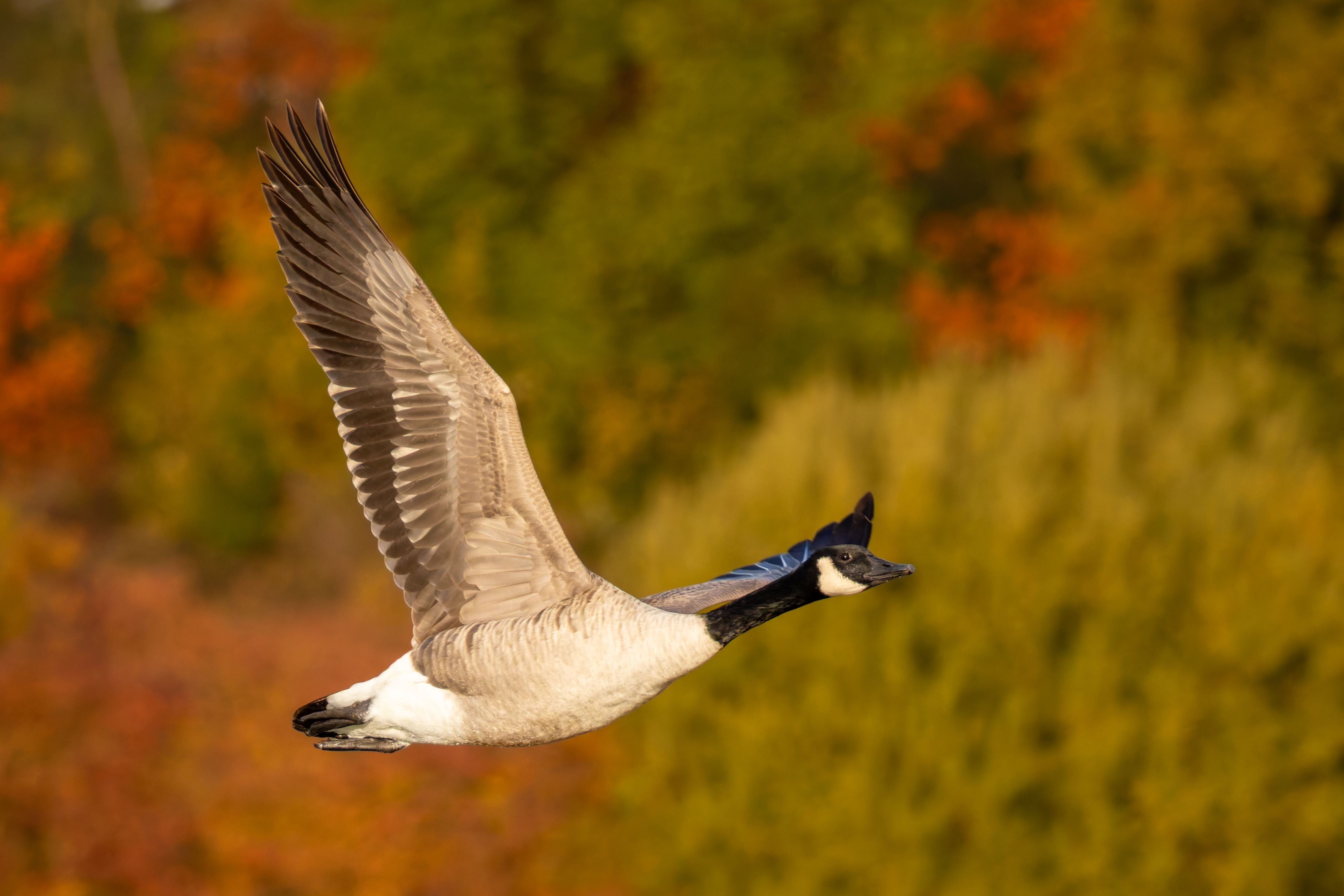 A Canada goose (Branta canadensis) in flight.