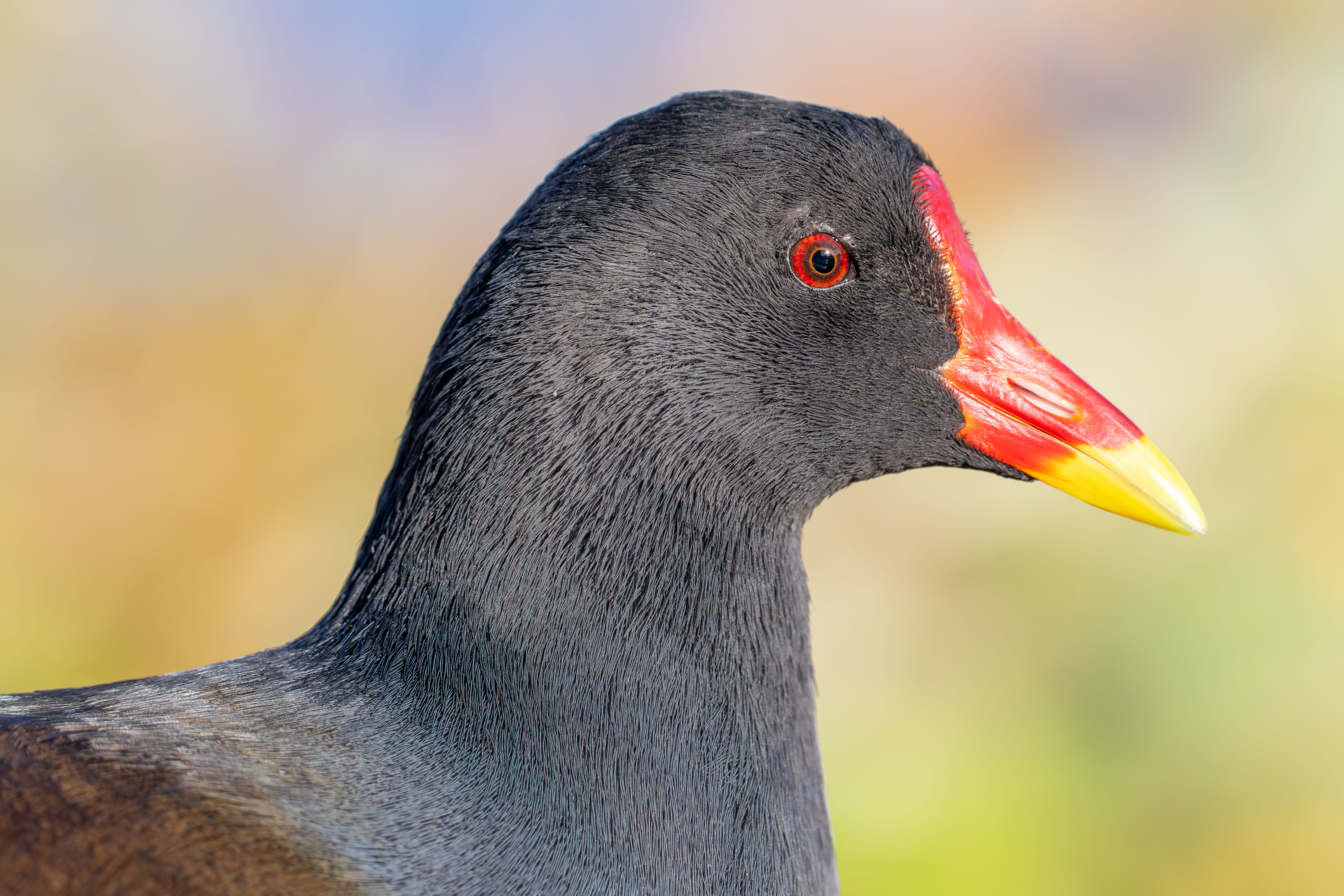 Portrait of a common moorhen (Gallinula chloropus).
