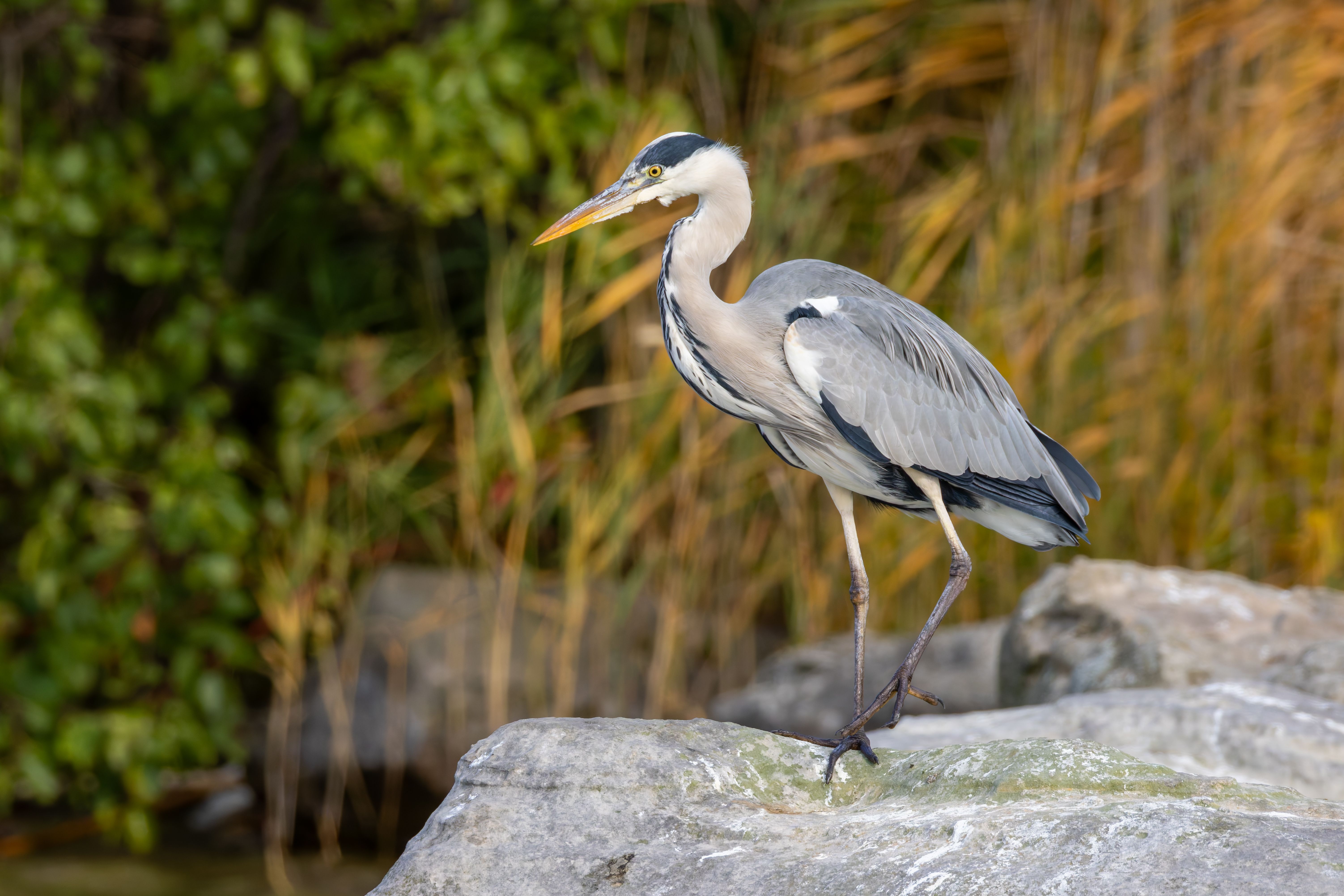A grey heron (Ardea cinerea).