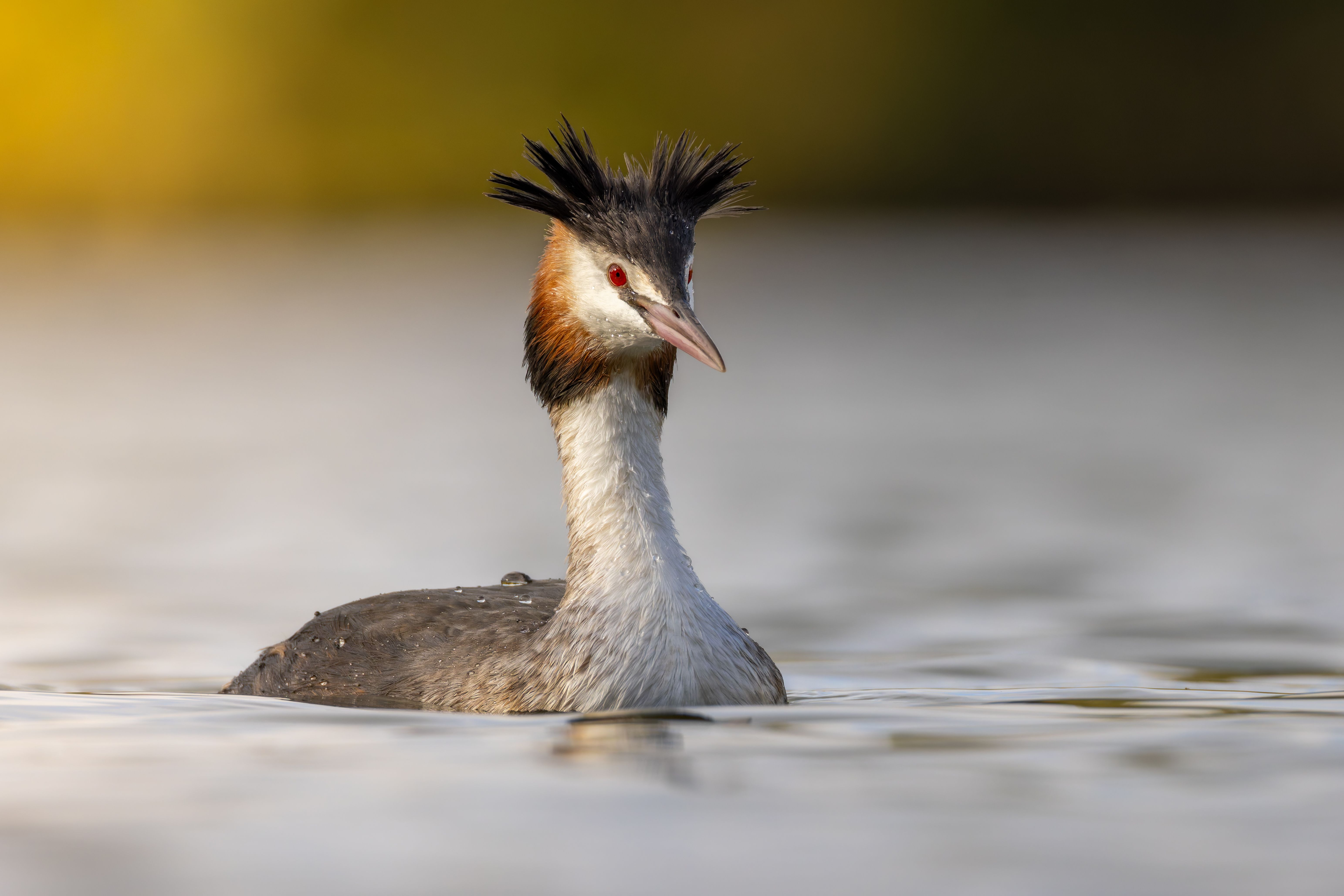 A great crested grebe (Podiceps cristatus) swimming.
