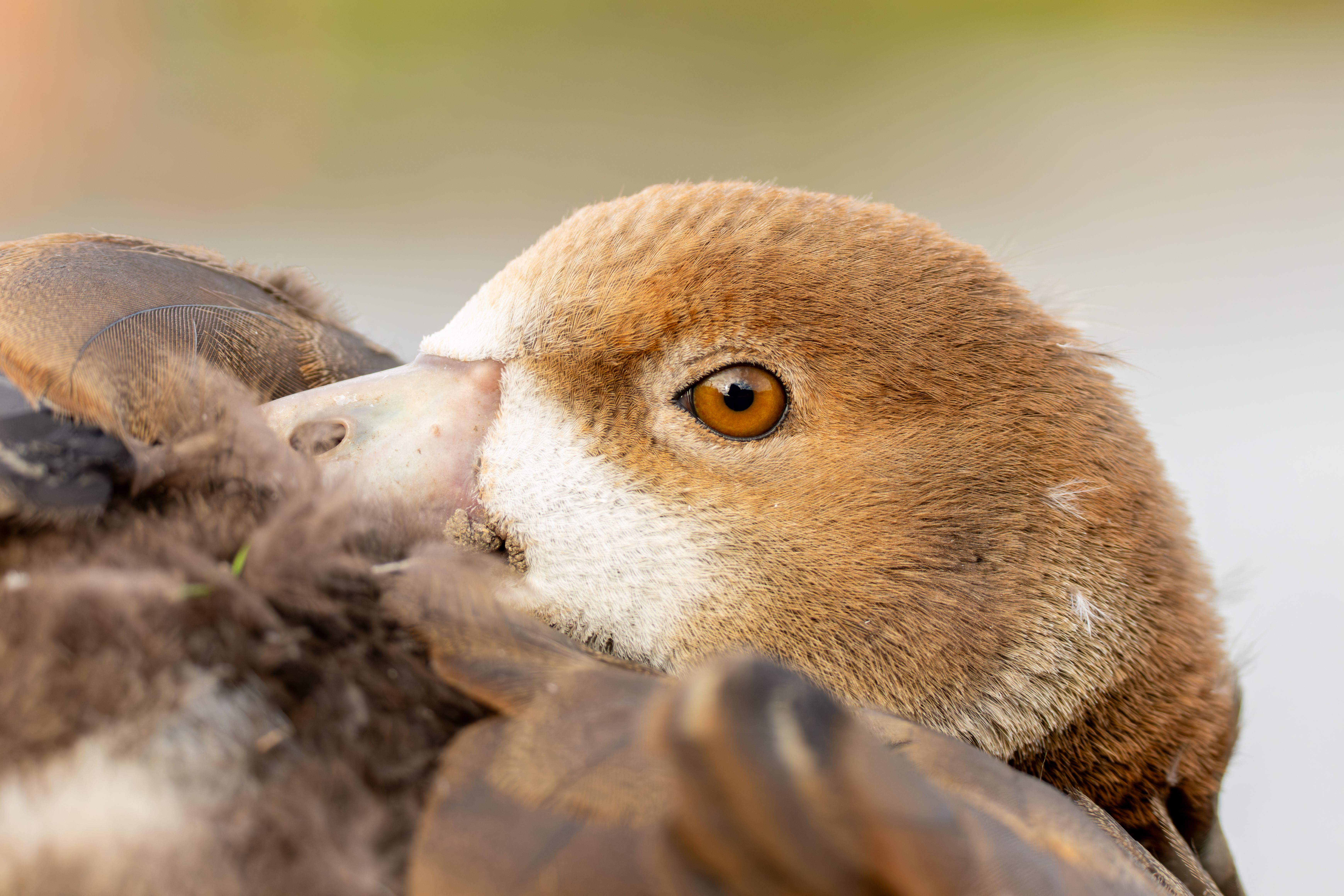 Portrait of a juvenile Egyptian goose (Alopochen aegyptiaca).