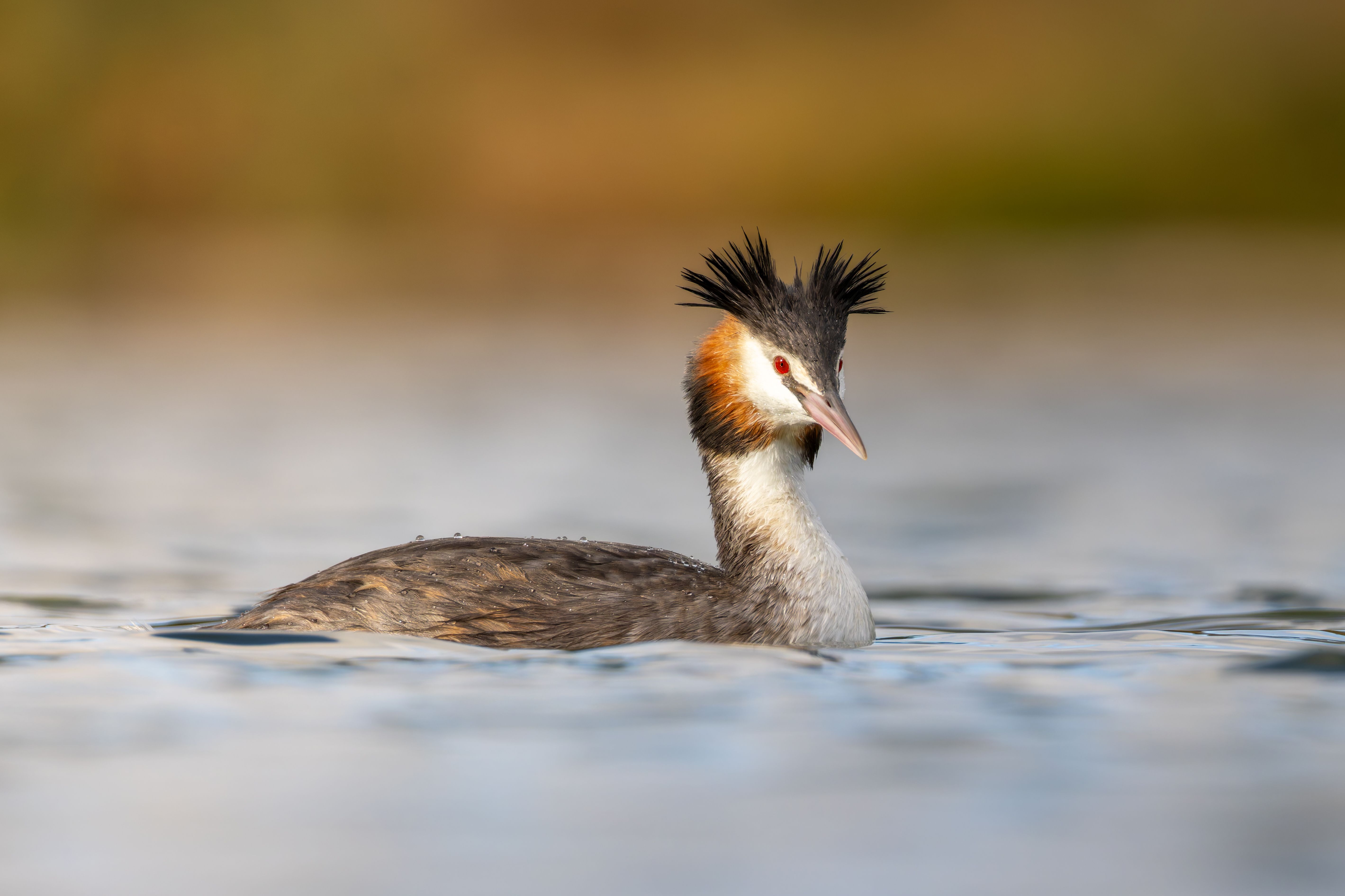 A great crested grebe (Podiceps cristatus) swimming.