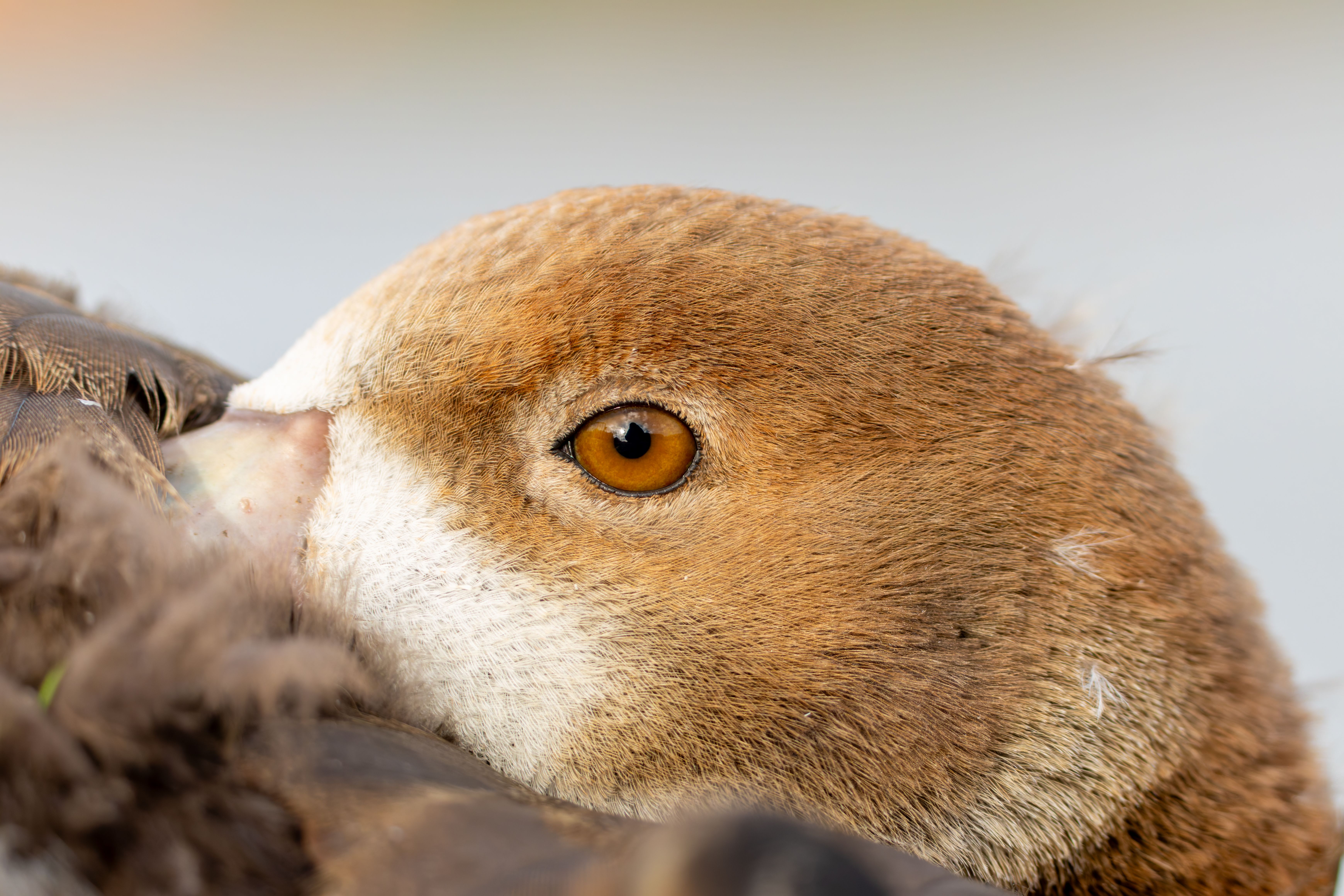 Portrait of a juvenile Egyptian goose (Alopochen aegyptiaca).