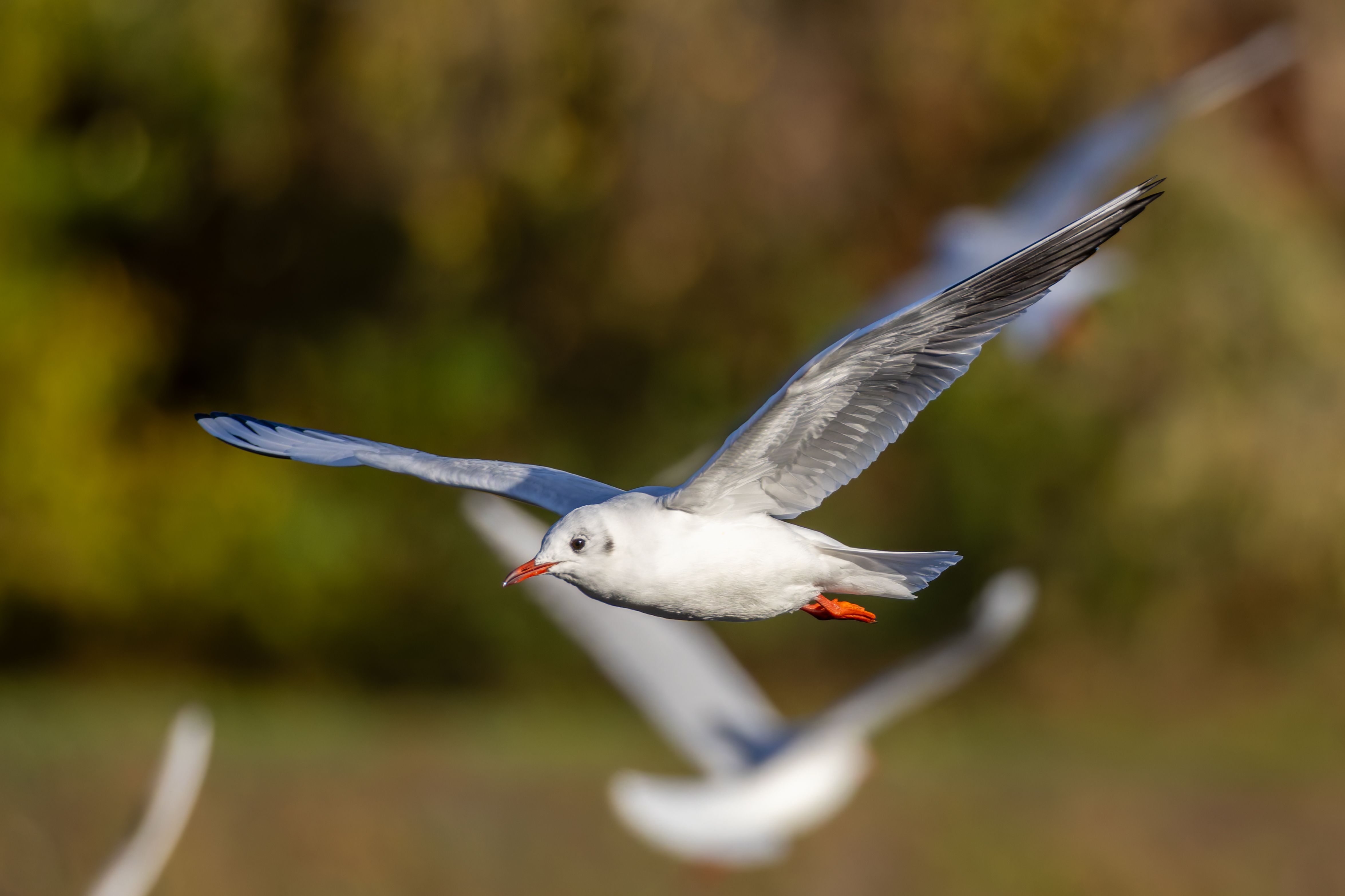 A black-headed gull (Chroicocephalus ridibundus) in flight.