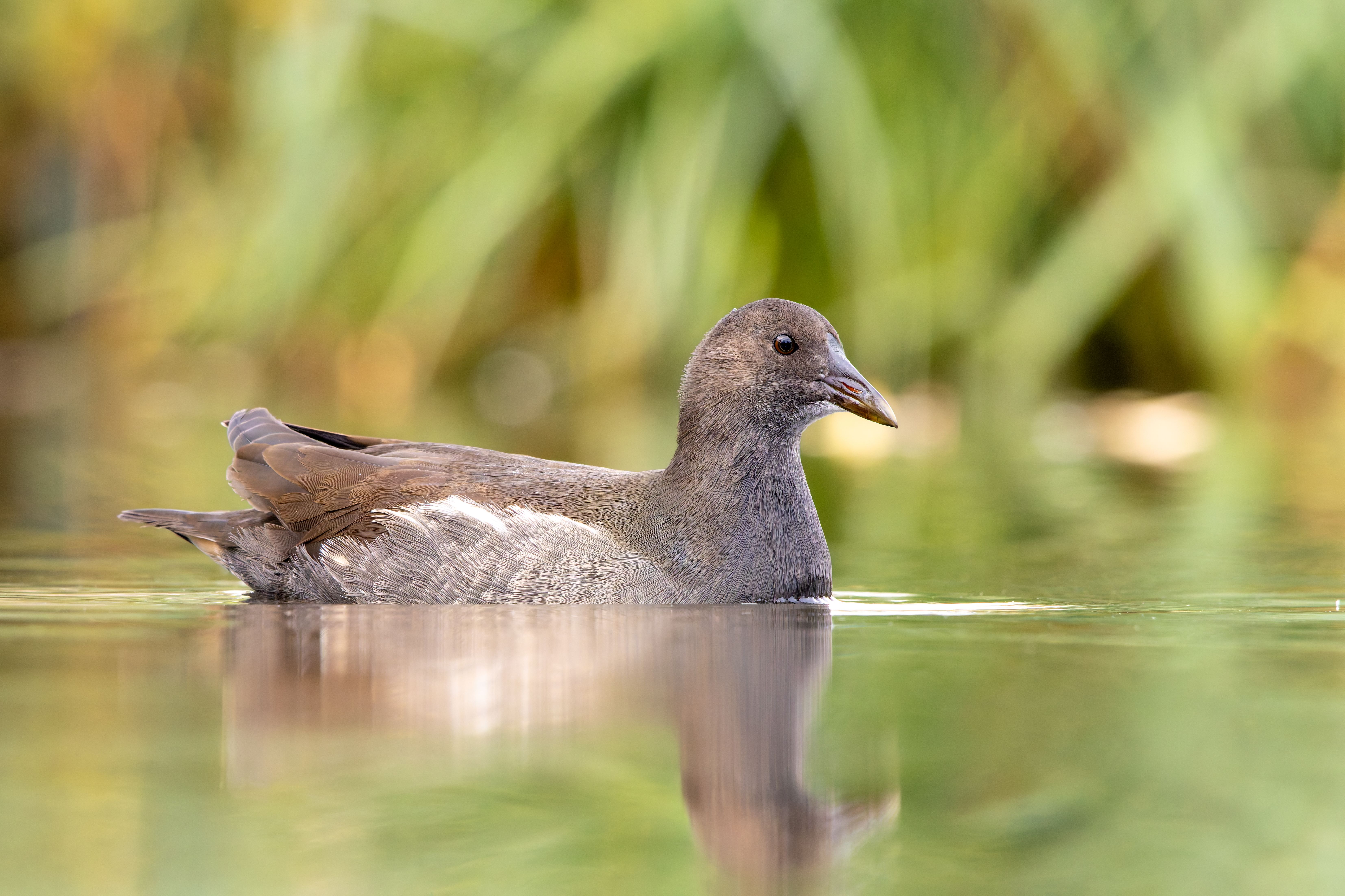 A juvenile common moorhen (Gallinula chloropus) swimming.
