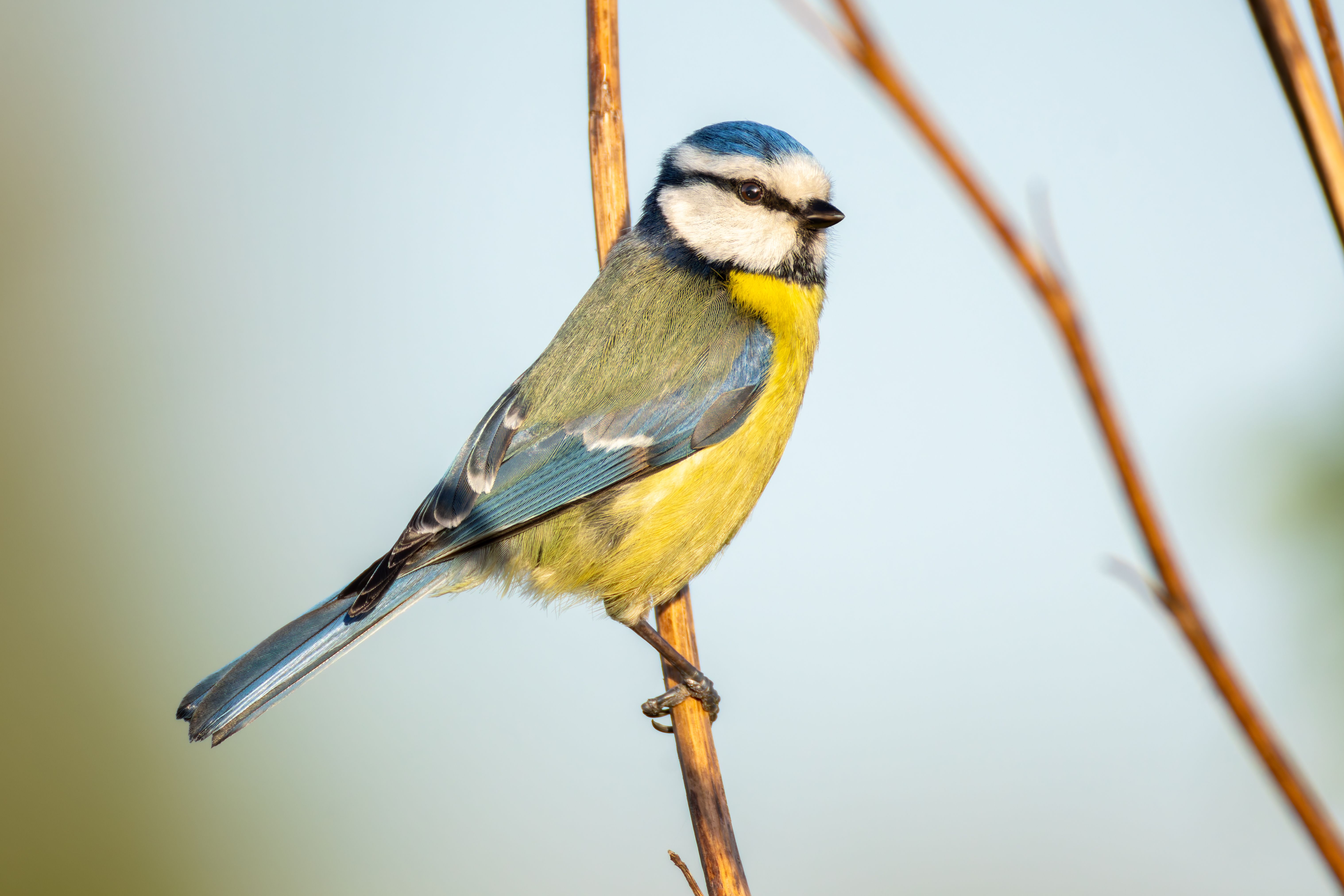 An Eurasian blue tit (Cyanistes caeruleus) on a twig.