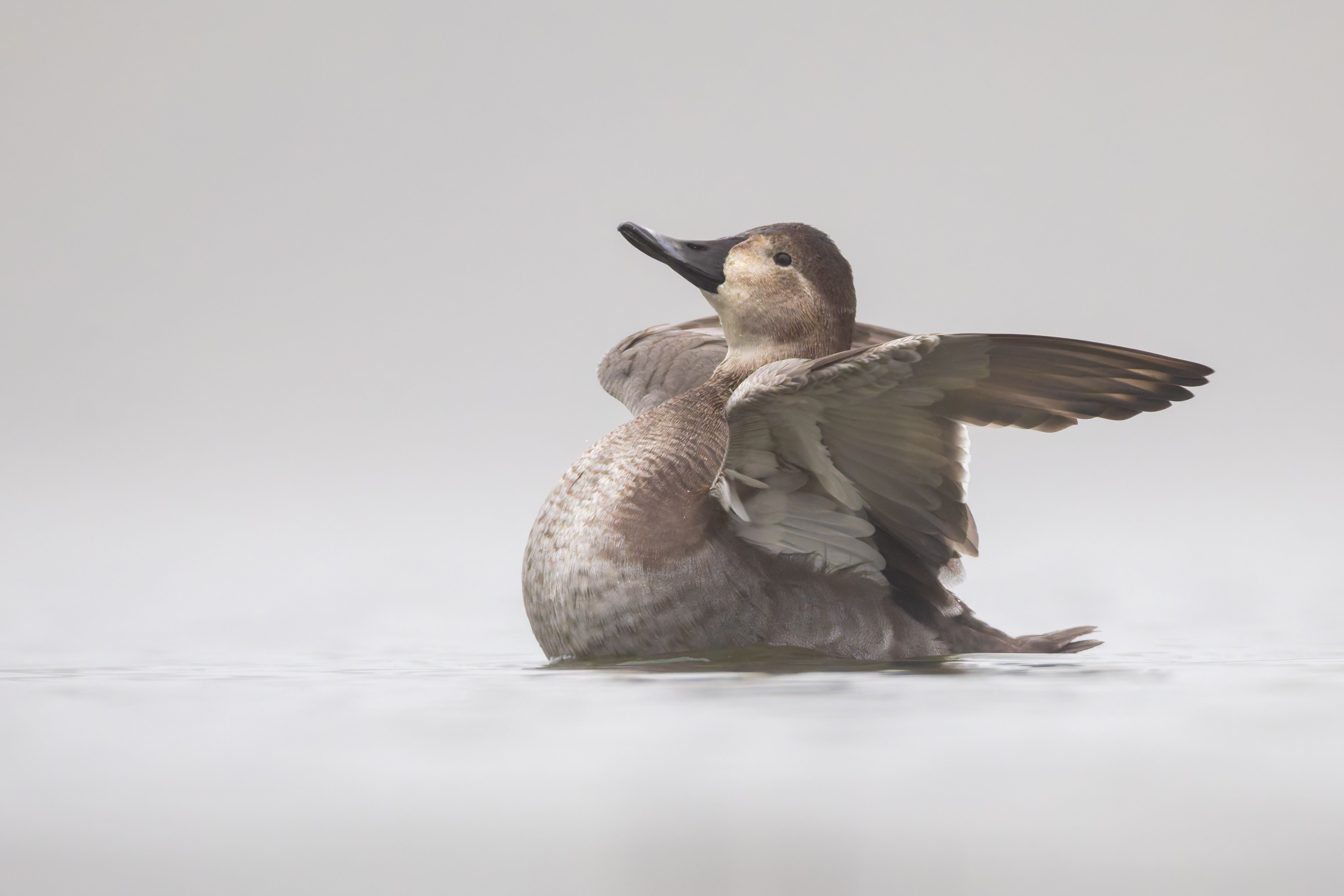 A female common pochard (Aythya ferina) on a foggy day.