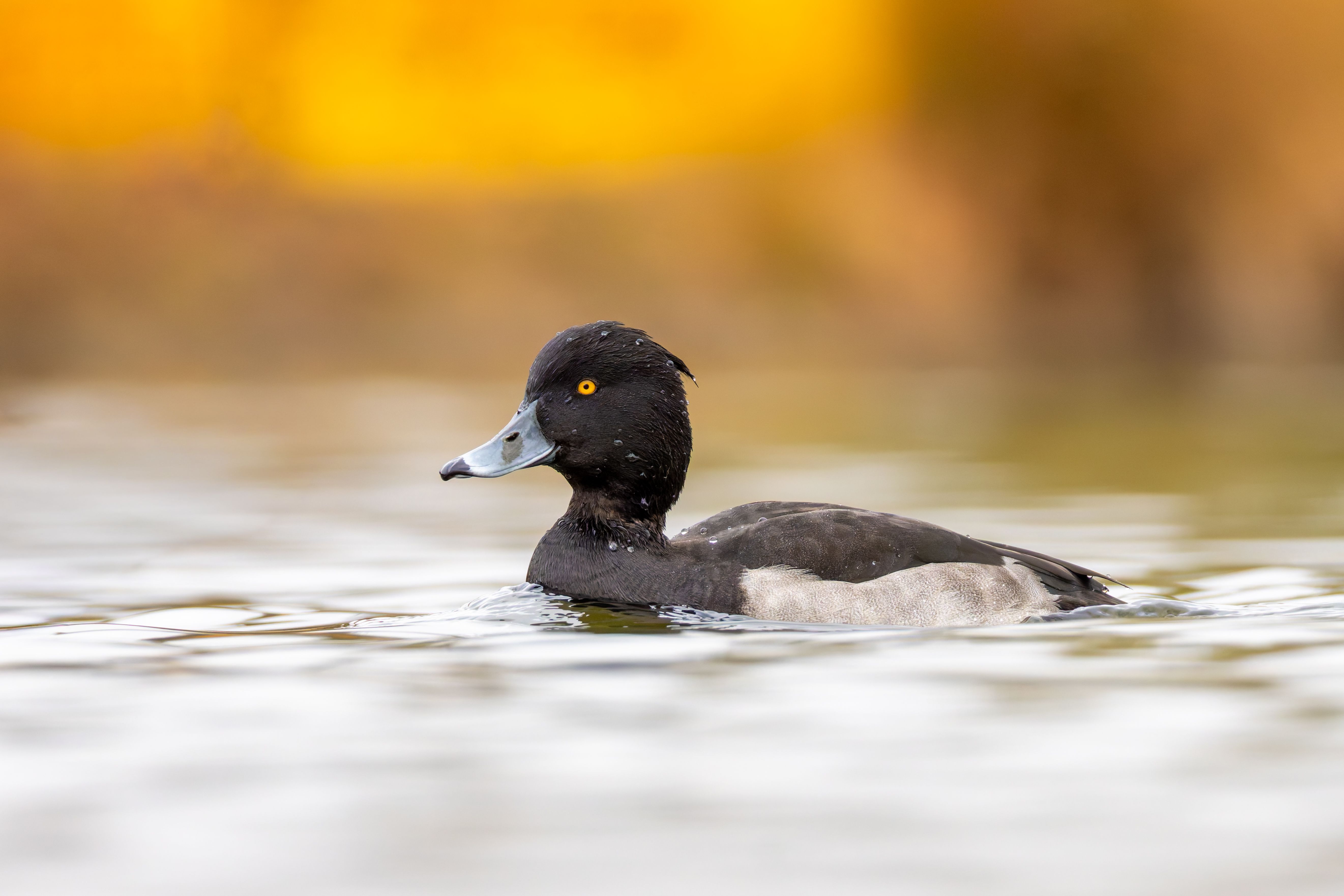 A male tufted duck (Aythya fuligula) swimming.