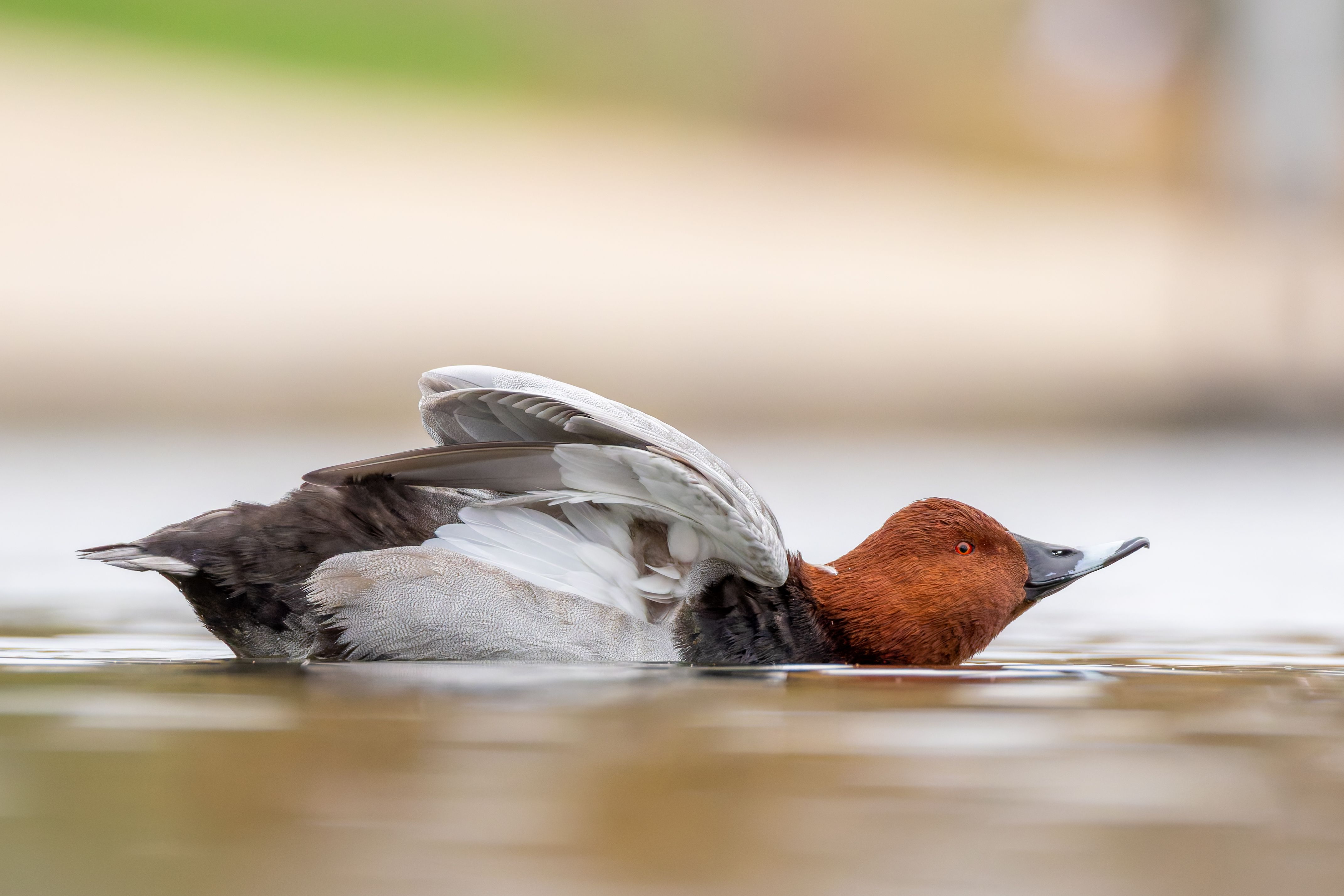 A male common pochard (Aythya ferina) stretching.