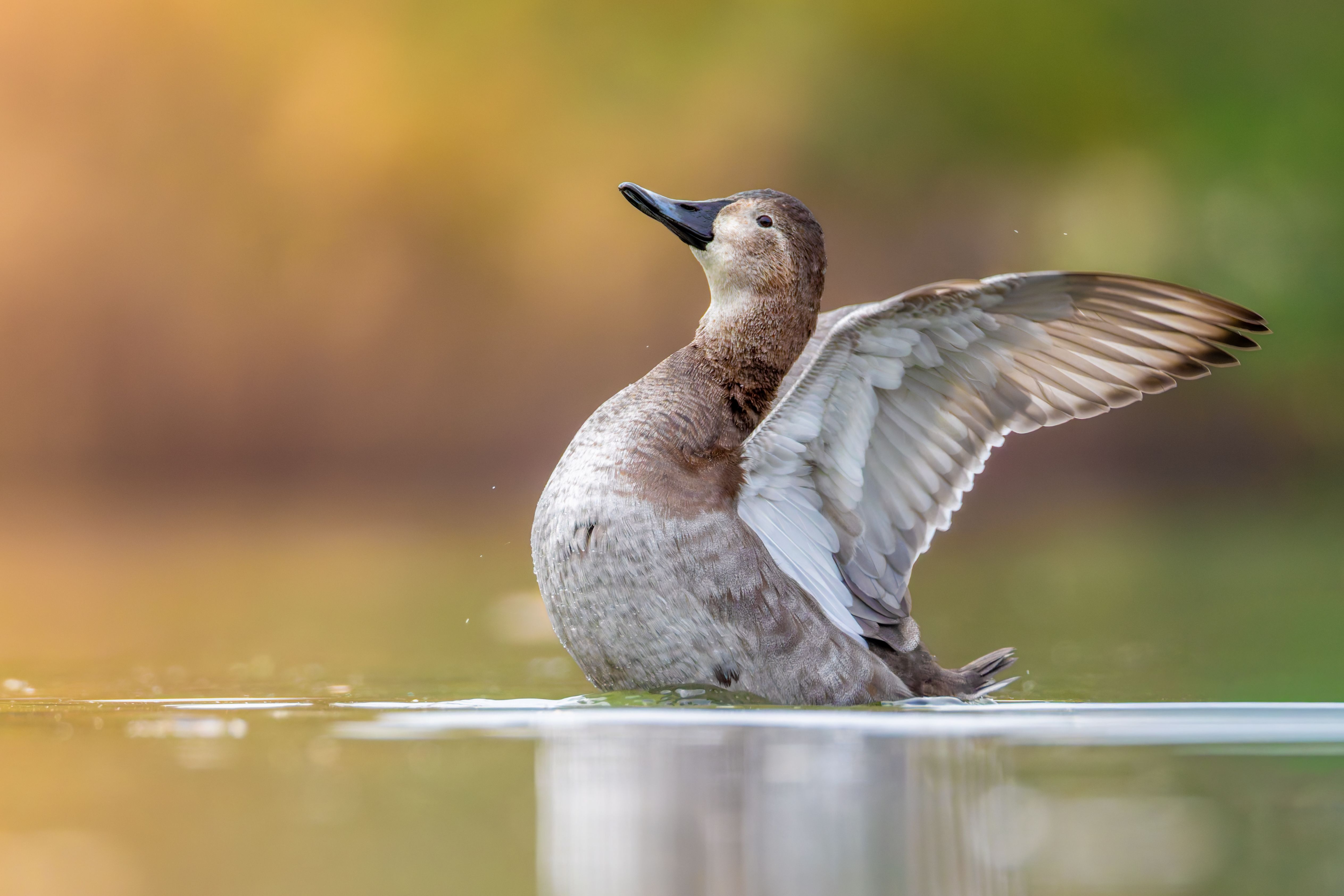 A female common pochard (Aythya ferina) flapping its wings.