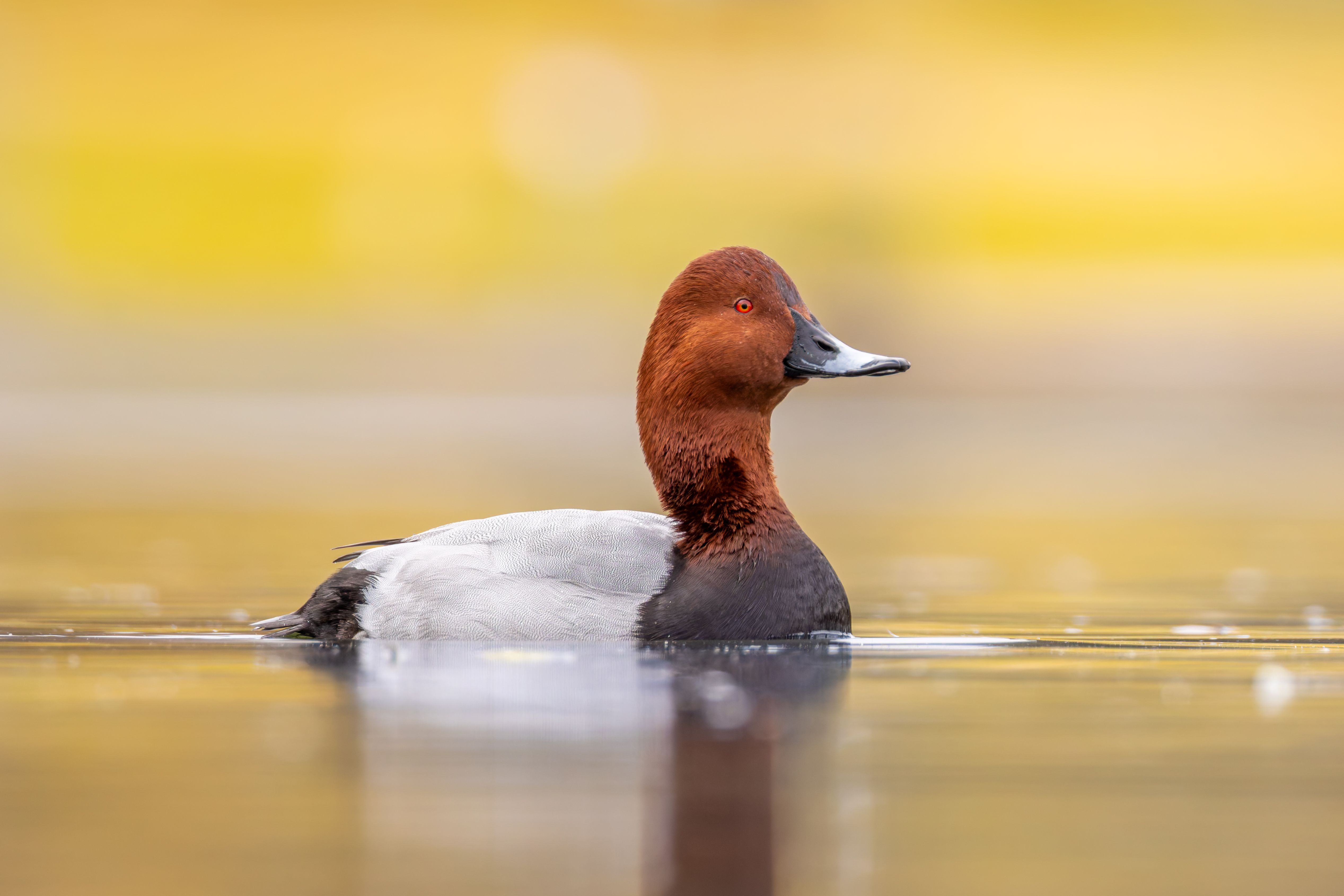 A male common pochard (Aythya ferina).