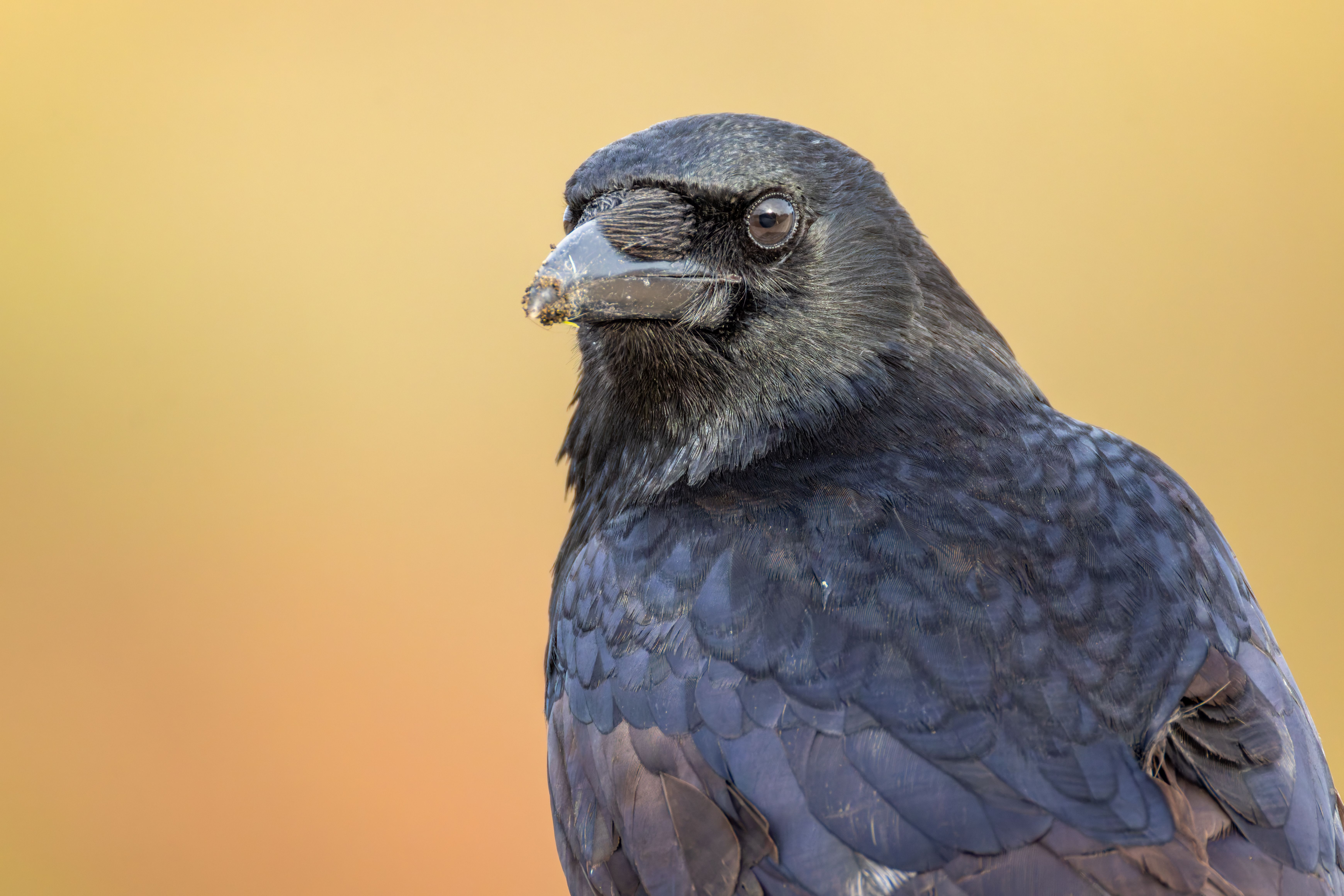 Portrait of a carrion crow (Corvus corone).