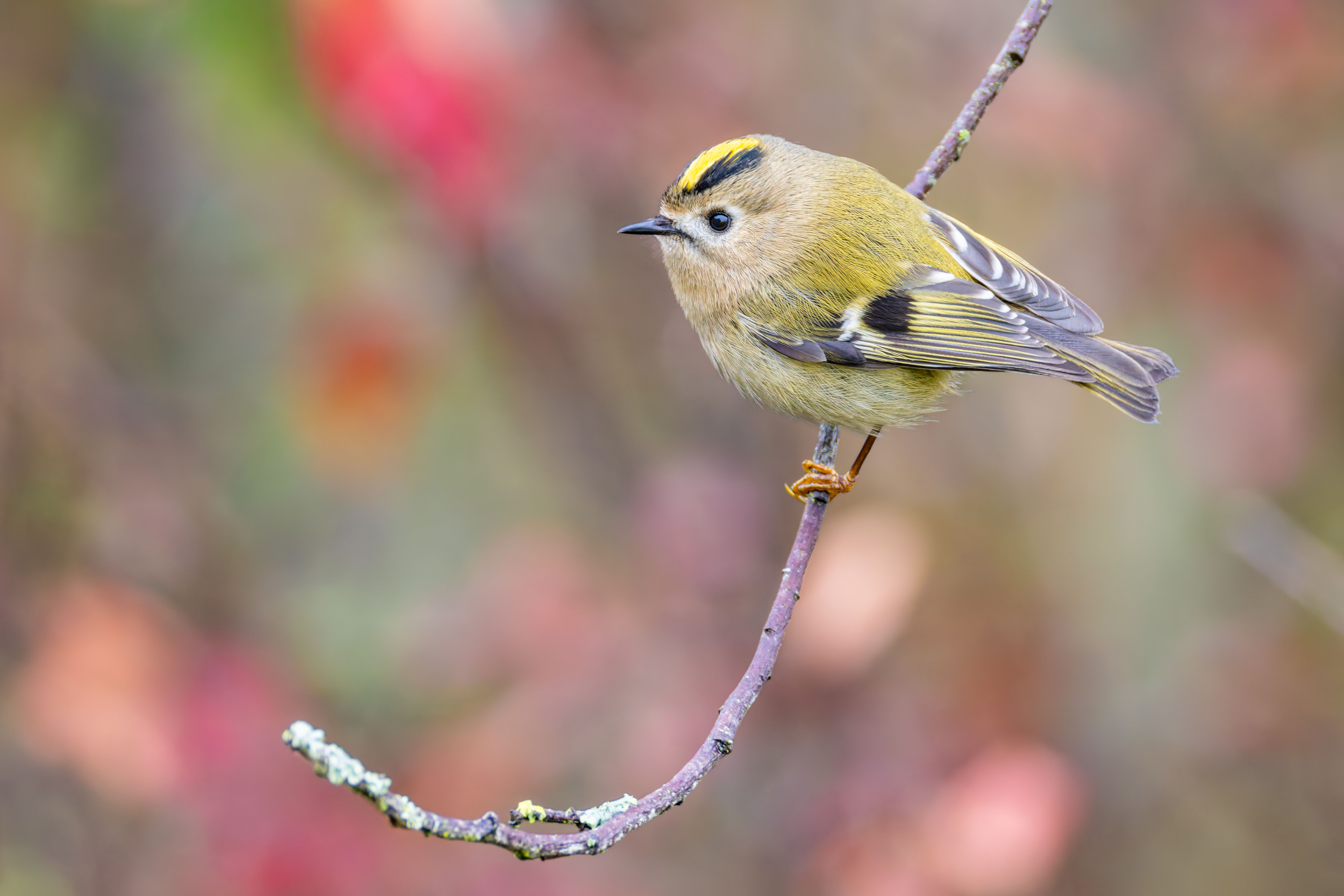 A goldcrest (Regulus regulus).