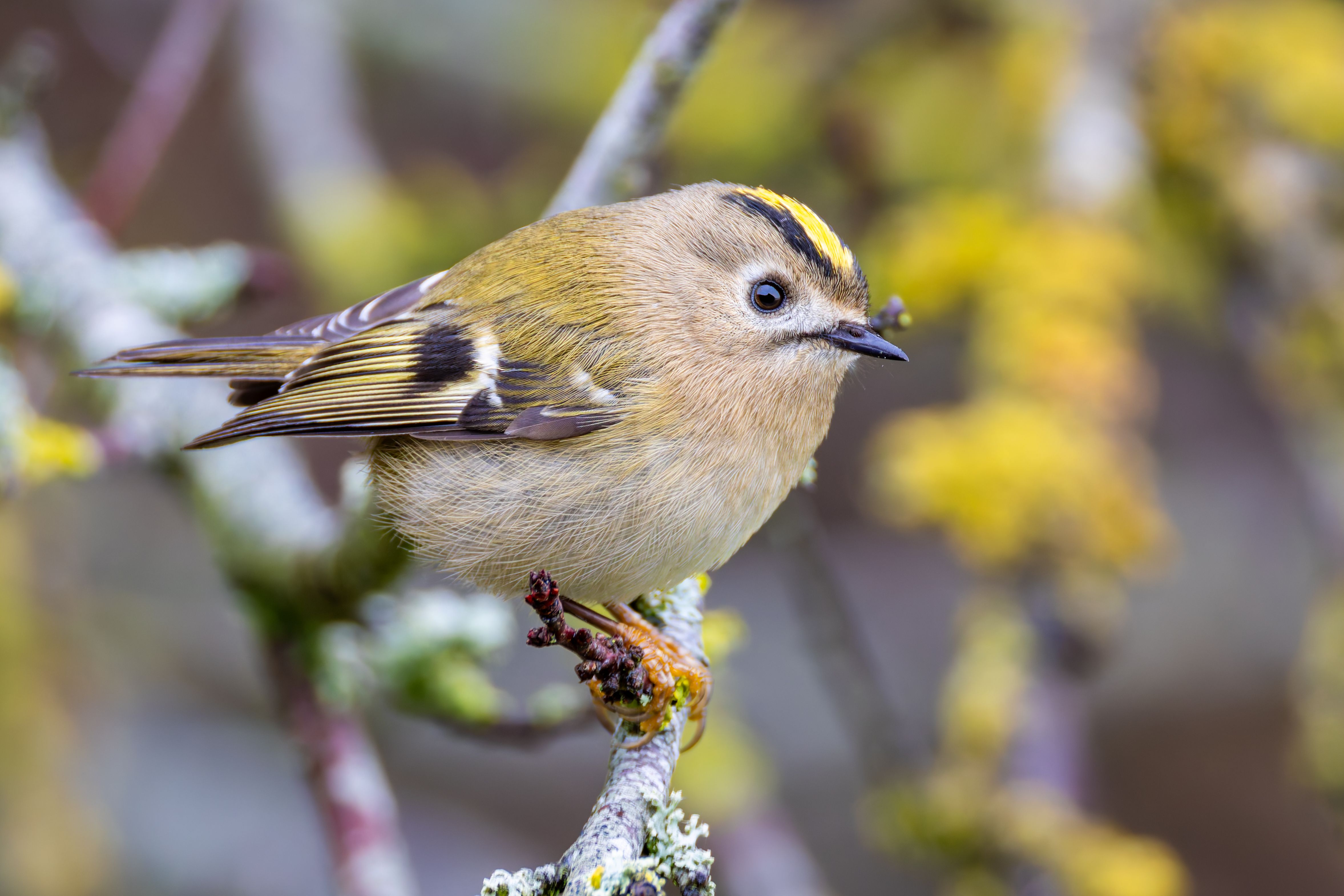 A goldcrest (Regulus regulus).